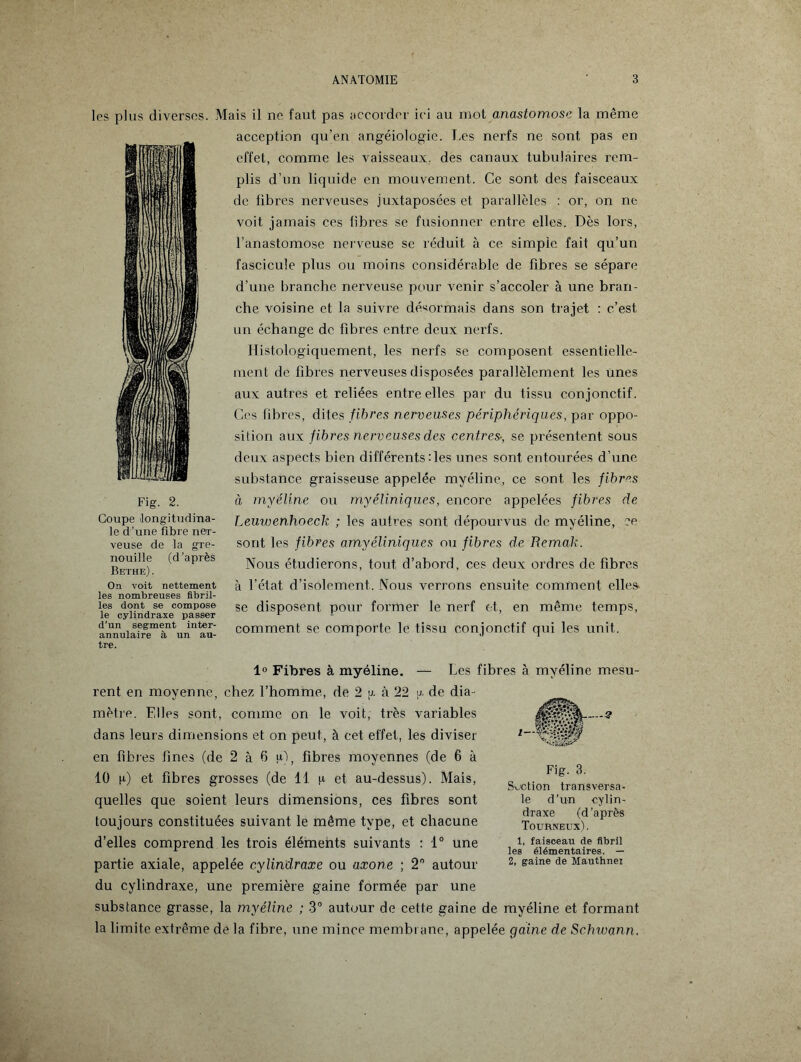 les plus diverses. Mais il ne faut pas accorder ici au mot anastomose la même acception qu’en angéiologie. Les nerfs ne sont pas en effet, comme les vaisseaux, des canaux tubulaires rem¬ plis d’un liquide en mouvement. Ce sont des faisceaux de libres nerveuses juxtaposées et parallèles : or, on ne voit jamais ces fibi'es se fusionner entre elles. Dès lors, l’anastomose nerveuse se réduit à ce simple fait qu’un fascicule plus ou moins considérable de fibres se sépare d’une branche nerveuse pour venir s’accoler à une bran¬ che voisine et la suivre désormais dans son trajet : c’est un échange de fibres entre deux nerfs. Histologiquement, les nerfs se composent essentielle¬ ment de fibres nerveuses disposées parallèlement les Unes aux autres et reliées entre elles par du tissu conjonctif. Ces fibres, dites fibres nerveuses périphériques, par oppo¬ sition aux fibres nerveuses des centres-, se présentent sous deux aspects bien différents:les unes sont entourées d’une substance graisseuse appelée myéline, ce sont les fibres à myéline ou myéliniques, encore appelées fibres de Leuwenhoeck ; les autres sont dépourvus de myéline, ce sont les fibres amyéliniques ou fibres de Rema.k. Nous étudierons, tout d’abord, ces deux ordres de fibres à l’état d’isolement. Nous verrons ensuite comment elles se disposent pour former le nerf et, en même temps, comment se comporte le tissu conjonctif qui les unit. SL Fig. 2. Coupe longitudina¬ le d’une fibre ner¬ veuse de la gre¬ nouille (d’après Bethe) . On voit nettement les nombreuses fibril¬ les dont se compose le cylindraxe passer d’un segment inter- annulaire à un au¬ tre. 1° Fibres à myéline. — Les fibres à myéline mesu¬ rent en moyenne, chez l’homme, de 2 y à 22 y de dia¬ mètre. Elles sont, comme on le voit, très variables dans leurs dimensions et on peut, à cet effet, les diviser en fibres fines (de 2 à 6 u), fibres moyennes (de 6 à 10 y) et fibres grosses (de 11 y et. au-dessus). Mais, quelles que soient leurs dimensions, ces fibres sont toujours constituées suivant le même, type, et chacune d’elles comprend les trois éléments suivants : 1° une partie axiale, appelée cylindraxe ou axone ; 2° autour du cylindraxe, une première gaine formée par une substance grasse, la myéline ; 3° autour de cette gaine de myéline et formant la limite extrême de la fibre, une mince membrane, appelée gaine de Schwann. ~~2 Fig. 3. Soction transversa¬ le d’un cylin¬ draxe (d’après Tourneux). 1, faisceau de fibril les élémentaires. — 2, gaine de Mauthnei