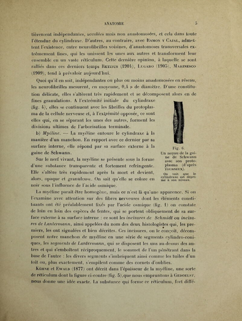tièrement indépendantes, accolées mais non anastomosées, et cela dans toute l’étendue du cylindraxe. D’autres, au contraire, avec Ramon y Cajal, admel- lent l’existence, entre neurolibrilles voisines, d’anastomoses transversales ex¬ trêmement fines, qui les unissent les unes aux autres et transforment leur ensemble en un vaste réticulum. Cette dernière opinion, à laquelle se sont ralliés dans ces derniers temps Uetzjus (1904), Lugaro (1905), Marinesco (1909), tend à prévaloir aujourd’hui. Quoi qu’il en soit, indépendantes ou plus ou moins anastomosées en réseau, les neurofibrilles mesurent, en moyenne, 0,4 p de diamètre. D'une constitu¬ tion délicate, elles s’altèrent très rapidement et se décomposent alors en de fines granulations. A l’extrémité initiale du cylindraxe (fig. 4), elles se continuent avec les fibrilles du protoplas¬ ma de la cellule nerveuse et, à l’extrémité opposée, ce sont elles qui, en se séparant les unes des autres, forment les divisions ultimes de l’arborisation terminale. b) Myéline. — La myéline entoure le cylindraxe à la manière d’un manchon. En rapport avec ce dernier par sa surface interne, (Ole répond par sa surface externe à la gaine de Schwann. Sur le nerf vivant, la myéline se présente sous la forme d’une substance transparente et fortement réfringente. Elle s’altère très rapidement après la mort et devient, alors, opaque et granuleuse. On sait qu’elle se colore en noir sous l'influence de l’acide osmique. La myéline paraît être homogène, mais ce n’esl là qu’une apparence. Si on l’examine avec attention sur des fibres nerveuses dont les éléments consti¬ tuants ont été préalablement fixés par l’acide osmique (fig. 1) on constate de loin en loin des espèces de fentes, qui se portent obliquement de sa sur¬ face externe à sa surface interne : ce sont les incisures de Schmidt ou incisu- res de Lantermann, ainsi appelées du nom des deux histologistes qui, les pre¬ miers, les ont signalées et bien décrites. Ces incisures, on le conçoit, décom¬ posent notre manchon de myéline en une série de segments cylindro-coni- ques, les segments de Lantermann, qui se disposent les uns au-dessus des au¬ tres et qui s’emboîtent réciproquement, le sommet de l'un pénétrant dans la base de l’autre : les divers segments s’imbriquent ainsi comme les tuiles d’un toit ou, plus exactement, s'empilent comme des cornets d’oublies. Ivühne et Ewald (1877) ont décrit dans l’épaisseur de la myéline, une sorte de réticulum dont la ligure ci-contre (fig. 5),que nous empruntons à Gedoelst, nous donne une idée exacte. La substance qui forme ce réticulum, fort diffe- Fig. 6. Un noyau de la gai¬ ne de Schwann avec son proto¬ plasma (d’après Tourneux) . On voit Que le cylindraxe est dépri¬ mé à son niveau.