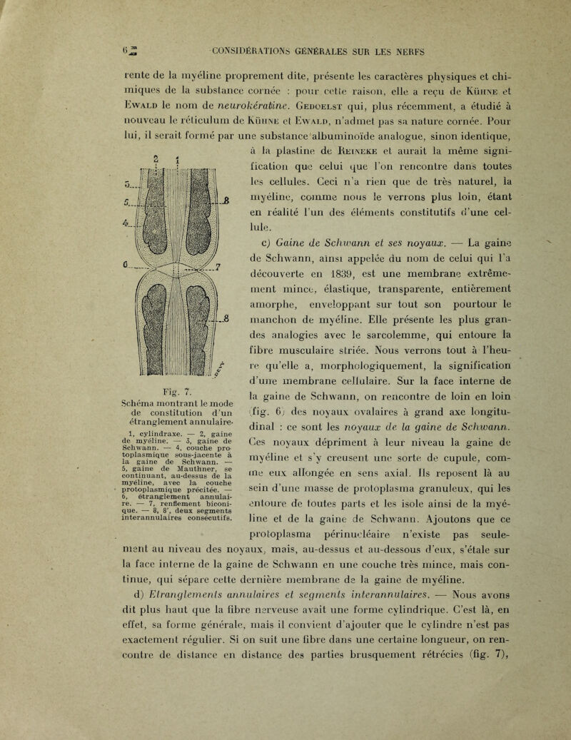 rente de la myéline proprement dite, présente les caractères physiques et chi¬ miques de la substance cornée : pour cotte raison, elle a reçu de Kïuine et Ewald le nom de neurokératûne. Gedoelst qui, plus récemment, a étudié à nouveau le réticulum de Kühne et Ewald, n’admet pas sa nature cornée. Pour lui, il serait formé par une substance albuminoïde analogue, sinon identique, à la plastine de Relneke et aurait la même signi¬ fication que celui que l’on rencontre dans toutes les cellules. Ceci n’a rien que de très naturel, la myéline, comme nous le verrons plus loin, étant en réalité l’un des éléments constitutifs d’une cel¬ lule. c) Gaine de Schwann et ses noyaux. •— La gaine de Schwann, ainsi appelée du nom de celui qui l’a découverte en 1839, est une membrane extrême¬ ment mince, élastique, transparente, entièrement amorphe, enveloppant sur tout son pourtour le manchon de myéline. Elle présente les plus gran¬ des analogies avec le sarcolemme, qui entoure la fibre musculaire striée. Nous verrons tout à l’heu¬ re qu’elle a, morphologiquement, la signification d’une membrane cellulaire. Sur la face interne de la gaine de Schwann, on rencontre de loin en loin (fig. 6; des noyaux ovalaires à grand axe longitu¬ dinal : ce sont les noyaux de la gaine de Schwann. Ces noyaux dépriment à leur niveau la gaine de myéline et s’y creusent une sorte de cupule, com¬ me eux allongée en sens axial. Ils reposent là au sein d’une masse de protoplasma granuleux, qui les entoure de toutes parts et les isole ainsi de la myé¬ line et de la gaine de Schwann. Ajoutons que ce protoplasma périnueléaire n’existe pas seule¬ ment au niveau des noyaux, mais, au-dessus et au-dessous d’eux, s’étale sur la face interne de la gaine de Schwann en une couche très mince, mais con¬ tinue, qui sépare cette dernière membrane de la gaine de myéline. d) Etranglements annulaires et segments interannulaires. — Nous avons dit plus haut que la fibre nerveuse avait une forme cylindrique. C’est là, en effet, sa forme générale, mais il convient d’ajouter que le cylindre n’est pas exactement régulier. Si on suit une fibre dans une certaine longueur, on ren¬ contre de distance en distance des parties brusquement rétrécies (fig. 7), Fig. 7. Schéma montrant le mode de constitution d’un étranglement annulaire- 1, cylindraxe. — 2, gaine de myéline. — 3, gaine de Schwann. — 4, couche pro¬ toplasmique sous-jacente à la gaine de Schwann. — 5, gaine de Mauthne-r, se continuant, au-dessus de la myéline, avec la couche protoplasmique précitée. — 6, étranglement annulai¬ re. — 7, renflement biconi- que. — 8, 8’, deux segments interannulaires consécutifs.
