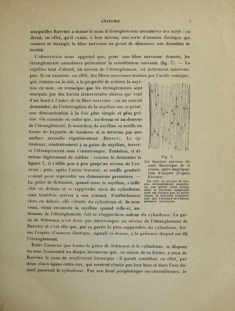 / auxquelles Ranvier a donné le nom à’étranglements annulaires des nerfs ; on dirait, en effet, qu’il existe, à leur niveau, une sorte d’anneau élastique qui enserre et étrangle la fibre nerveuse au point de diminuer son diamètre de moitié. L’observation nous apprend que, pour une libre nerveuse donnée, les étranglements annulaires présentent la constitution suivante (fig. 7). -— La rriyéline tout d'abord, au niveau de l’étranglement, est nettement interrom¬ pue. Si on examine, en effet, des libres nerveuses traitées par l'acide osmique, qui, comme on le sait, a la propriété de colorer la myé¬ line en noir, on remarque que les étranglements sont marqués par des barres transversales claires qui vont d’un bord à l’autre de la fibre nerveuse : on 11e saurait demander, de l’interruption de la myéline sur ce point, une démonstration à la fois plus simple et plus pré¬ cise. On constate en outre que, au-dessus et au-dessous de l’étranglement, le manchon de myéline se renfle en forme de baguette de tambour et se termine par une surface arrondie régulièrement (Rénaux). Le cy- lindraxe, contrairement à sa gaine de myéline, traver¬ se l’étranglement sans s’interrompre. Toutefois, il di¬ minue légèrement de calibre : comme le démontre la figure 7, il s’effile peu à peu jusqu’au niveau de l’an¬ neau ; puis, après l’avoir traversé, se renfle graduel¬ lement pour reprendre ses dimensions premières. — La gaine de Schwunn, quand cesse la myéline, s’inflé¬ chit en dedans et se rapproche ainsi du cylindraxe, sans toutefois arriver à son contact. S’infléchissant alors en dehors, elle s’écarte du cylindraxe et, de nou¬ veau, vient recouvrir la myéline quand celle-ci, au- dessous de 1 étranglement, fait sa réapparition autour du cylindraxe. La gai¬ ne de Schwann n’est donc pas interrompue au niveau de l’étranglement de Ranvier et c’est elle qui, par sa partie la plus rapprochée du cylindraxe, for¬ me 1 espèce d anneau élastique, signalé ci-dessus, à la présence duquel est dû l’étranglement. Fig. 8. Un faisceau nerveux du nerf thoracique de la souris, après imprégna¬ tion d’argent (d’après Ranvier) . On voit, au niveau de cha¬ que étranglement annulai¬ re, une petite croix latine, dont la branche longitudi¬ nale est formée par le cylin¬ draxe, la branche transver¬ sale par l’anneau de l’étran¬ glement annulaire. Entre l’anneau que forme la gaine de Schwann et le cylindraxe, se dispose en sens horizontal un disque biconvexe qui, en raison de sa forme, a reçu de Ranvier le nom de renflement biconique : il paraît constitué, en effet, par deux cônes égaux entre eux, qui seraient réunis par leur base et dans l’axe du¬ quel passerait le cylindraxe. Par son bout périphérique ou circonférence, le