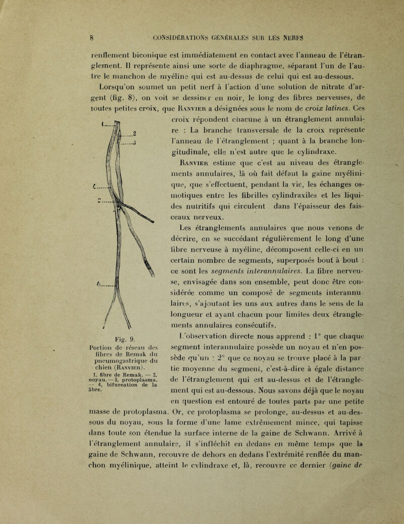 renflement biconique est immédiatement en contact avec l’anneau de l’étran¬ glement. 11 représente ainsi une sorte de diaphragme, séparant l’un de l’au¬ tre le manchon de myéline qui est au-dessus de celui qui est au-dessous. Lorsqu’on soumet un petit nert' à l’action d'une solution de nitrate d’ar¬ gent (fig. 8), on voit se dessiner en noir, le long des fibres nerveuses, de toutes petites croix, que Ranvier a désignées sous le nom de croix latines. Ces croix répondent chacune à un étranglement annulai¬ re : La branche transversale de la croix représente l’anneau de l'étranglement ; quant à la branche lon¬ gitudinale, elle n’est autre que le cylindraxe. Ranvier estime que c’est au niveau des étrangle¬ ments annulaires, là où fait défaut la gaine myélini- que, que s’effectuent, pendant la vie, les échanges os¬ motiques entre les fibrilles cylindraxiles et les liqui¬ des nutritifs qui circulent dans l’épaisseur des fais¬ ceaux nerveux. Les étranglements annulaires que nous venons de décrire, en se succédant régulièrement le long d’une libre nerveuse à myéline, décomposent celle-ci en un certain nombre de segments, superposés bout à bout : ce sont les segments interannulaires. La fibre nerveu¬ se, envisagée dans son ensemble, peut donc être con¬ sidérée comme un composé de segments interannu¬ laires, s’ajoutant les uns aux autres dans le sens de la longueur et ayant chacun pour limites deux étrangle¬ ments annulaires consécutifs. L’observation directe nous apprend : 1° que chaque segment interannulaire possède un noyau et n’en pos¬ sède qu’un ; 2 que ce noyau se trouve placé à la par lie moyenne du segment, c’est-à-dire à égale distance de l’étranglement qui est au-dessus et de l’étrangle¬ ment qui est au-dessous. Nous savons déjà que le noyau en question est entouré de toutes parts par une petite masse de protoplasma. Or, ce protoplasma se prolonge, au-dessus et au-des¬ sous du noyau, sous la forme d’une lame extrêmement mince, qui tapisse dans toute son étendue la surface interne de la gaine de Schwann. Arrivé à l’étranglement annulaire, il s’infléchit en dedans en même temps que la gaine de Schwann, recouvre de dehors en dedans l’extrémité renflée du man¬ chon myélinique, atteint le cvlindraxc et, là, recouvre ce dernier (gaine de Fig. 9. Portion de réseau des fibres de Remak du pneumogastrique du chien (Ranvier). 1, fibre de Remak. — 2, noyau. — 3, protoplasma. — 4, bifurcation de la fibre.