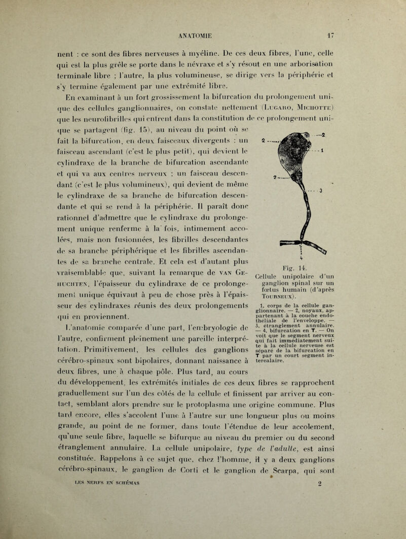 nent : ce sont des fibres nerveuses à myéline. De ces deux fibres, l’une, celle qui est la plus grêle se porte dans le névraxe et s’y résout en une arborisation terminale libre ; l’autre, la plus volumineuse, se dirige vers la périphérie et s’y termine également par une extrémité libre. En examinant à un fort grossissement la bifurcation du prolongement, uni¬ que des cellules ganglionnaires, ou constate nettement (Lugaho, Miciiotte) tpie les neurolibrilles qui entrent dans la constitution de ee prolongement uni¬ que se partagent (fig. 15), au niveau du point où se fait la bifurcalion, en deux faisceaux divergents : un 2.. faisceau ascendant (c’est le plus petit), qui devient le cylindraxe de la branche de bifurcation ascendante et qui va aux centres nerveux ; un faisceau descen¬ dant (c’est le plus volumineux), qui devient de même le cylindraxe de sa branche de bifurcation descen¬ dante et qui se rend à la périphérie. 11 paraît donc rationnel d’admettre que le cylindraxe du prolonge¬ ment unique renferme à la fois, intimement acco¬ lées, mais- non fusionnées, les fibrilles descendantes de sa brandie périphérique et les fibrilles ascendan¬ tes de sa branche centrale. Et cela est d’autant plus vraisemblable que, suivant la remarque de van Ge- iiücjiten, l’épaisseur du cylindraxe de ce prolonge¬ ment unique équivaut à peu de chose près à l’épais¬ seur des cylindraxes réunis des deux prolongements (pii en proviennent. E’anatomie comparée d’une part, l’embryologie de l’autre, confirment pleinement une pareille interpré¬ tai ion. Primitivement, les cellules des ganglions cérébro-spinaux sont bipolaires, donnant naissance à deux fibres, une à chaque pôle. Plus tard, au cours du développement, les extrémités initiales de ces deux fibres se rapprochent graduellement sur l’un des côtés de la cellule et finissent par arriver au con¬ tact, semblant alors prendre sur le protoplasma une origine commune. Plus tard encore, elles s’accolent l’une à l’autre sur une longueur plus ou moins grande, au point de ne former, dans toute l’étendue de leur accotement, qu une seule fibre, laquelle se bifurque au niveau du premier ou du second étranglement annulaire. La cellule unipolaire, type de Vadulte, est ainsi constituée. Rappelons à ce sujet que, chez l’homme, il y a deux ganglions cérébro-spinaux, te ganglion de Corfi et le ganglion de Scarpa, qui sont TJ3S NERFS EN SOTTÉMAS 9 Fig. 14. Cellule unipolaire d’un ganglion spinal sur un fœtus humain (d’après Tourneux). 1, corps de la cellule gan¬ glionnaire. — 2, noyaux, ap¬ partenant à la couche endo¬ théliale de l’enveloppe. — 3, étranglement annulaire. — 4, bifurcation en T. — On voit que le segment nerveux qui fait immédiatement sui¬ te à la cellule nerveuse est séparé de la bifurcation en T par un court segment in¬ tercalaire.