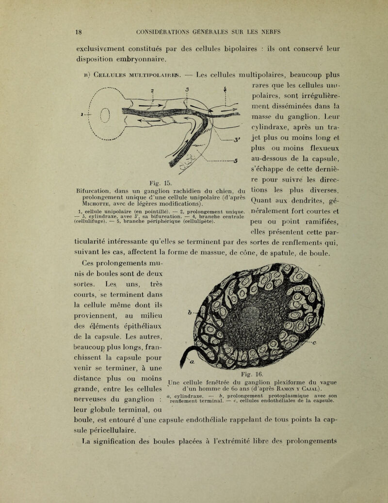 exclusivement constitués par des cellules bipolaires : ils ont conservé leur disposition embryonnaire. h) Cellules multipolaiheîs. Fig. 15. Bifurcation, dans un ganglion rachidien du chien, du prolongement unique d’une cellule unipolaire (d’après Michotte, avec de légères modifications). Les cellules multipolaires, beaucoup plus rares que les cellules uni¬ polaires, sont irrégulière¬ ment disséminées dans la masse du ganglion. Leur eylindraxe, après un tra¬ jet plus ou moins long et plus ou moins flexueux au-dessous de la capsule, s’échappe de cette derniè¬ re pour suivre les direc¬ tions les plus diverses. Quant aux dendrites, gé- 1, cellule unipolaire (en pointillé). — 2, prolongement unique, neralement fort COUl'tes et — 3. eylindraxe, avec 3’. sa bifurcation. — 4, branche centrale (cellulifuge). — 5, branche périphérique (cellulipète). peu OU point ramifiées, elles présentent cette par¬ ticularité intéressante qu’elles se terminent par des sortes de renflements qui, suivant les cas, affectent la forme de massue, de cône, de spatule, de boule. Ces prolongements mu¬ nis de boules sont de deux sortes. Les, uns, très courts, se terminent dans la cellule même dont ils proviennent, au milieu des éléments épithéliaux de la capsule. Les autres, beaucoup plus longs, fran¬ chissent la capsule pour venir se terminer, à une distance plus ou moins grande, entre les cellules nerveuses du ganglion : leur globule terminal, ou boule, est entouré d’une capsule endothéliale rappelant de tous points la cap¬ sule péricellulaire. T,a signification des boules placées à l’extrémité libre des prolongements Fig. 16. Une cellule fenêtrée du ganglion plexiforme du vague d’un homme de 6o ans (d’après Ramon y Cajal). a, eylindraxe. — b, prolongement protoplasmique avec son renflement terminal. — c, cellules endothéliales de la capsule.