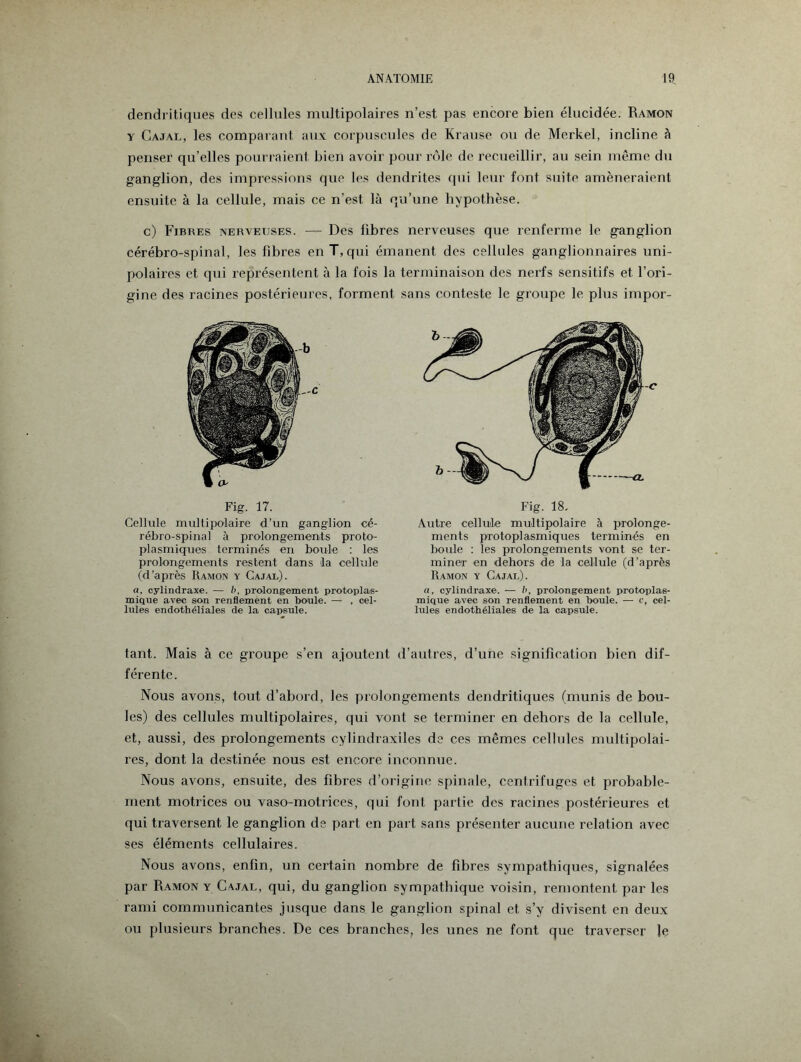 dendritiques des cellules multipolaires n’est pas encore bien élucidée. Ramon y Cajal, les comparant aux corpuscules de Krause ou de Merkel, incline à penser qu’elles pourraient bien avoir pour rôle de recueillir, au sein même du ganglion, des impressions que les dendrites qui leur font suite amèneraient ensuite à la cellule, mais ce n’est là qu’une hypothèse. c) Fibres nerveuses. — Des fibres nerveuses que renferme le ganglion cérébro-spinal, les fibres en T, qui émanent des cellules ganglionnaires uni¬ polaires et qui représentent à la fois la terminaison des nerfs sensitifs et l’ori¬ gine des racines postérieures, forment sans conteste le groupe le plus impor- Fig. 17. Cellule multipolaire d’un ganglion cé¬ rébro-spinal à prolongements proto¬ plasmiques terminés en boule : les prolongements restent dans la cellule (d’après Ramon y Cajal). a, cylindraxe. — />, prolongement protoplas¬ mique avec son renflement en boule. — , cel¬ lules endothéliales de la capsule. Fig. 18. Autre cellule multipolaire à prolonge¬ ments pTOtoplasmiques terminés en boule : les prolongements vont se ter¬ miner en dehors de la cellule (d’après Ramon y Cajal). a, cylindraxe. — b, prolongement protoplas¬ mique avec son renflement en boule. — c, cel¬ lules endothéliales de la capsule. tant. Mais à ce groupe s’en ajoutent d’autres, d’une signification bien dif¬ férente. Nous avons, tout d’abord, les prolongements dendritiques (munis de bou¬ les) des cellules multipolaires, qui vont se terminer en dehors de la cellule, et, aussi, des prolongements cylindraxiles de ces mêmes cellules multipolai¬ res, dont la destinée nous est encore inconnue. Nous avons, ensuite, des fibres d’origine spinale, centrifuges et probable¬ ment motrices ou vaso-motrices, qui font partie des racines postérieures et qui traversent le ganglion de part en part sans présenter aucune relation avec ses éléments cellulaires. Nous avons, enfin, un certain nombre de fibres sympathiques, signalées par Ramon y Cajal, qui, du ganglion sympathique voisin, remontent par les rami communicantes jusque dans le ganglion spinal et s’y divisent en deux ou plusieurs branches. De ces branches, les unes ne font que traverser le