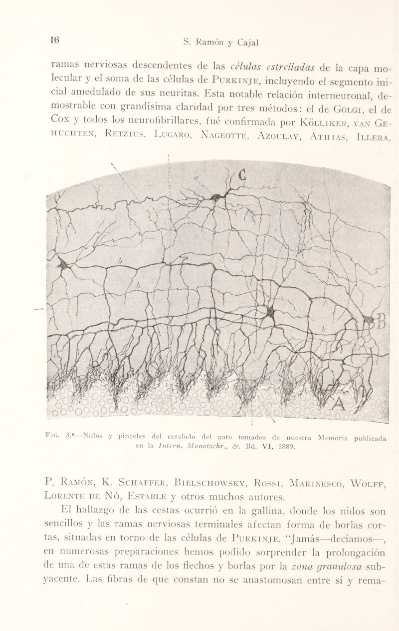 ramas nerviosas descendentes de las células estrelladas de la capa mo¬ lecular y el soma de las células de Purkinje, incluyendo el segmento ini¬ cial amedulado de sus neuritas. Esta notable relación interneuronal, de¬ mostrable con grandísima claridad por tres métodos: el de Golgi, el de Cox y todos los neurofibrillares, fué confirmada por Kólliker, van Ge- hlchien, Retzius, Lugaro, Nageotte, Azoulay, Athias, Illera. í tiG. 3.a Nidos y pinceles del cerebelo del gato tomados de nuestra Memoria publicada en la Intcrn. Monatschr., &. Bd. VI, 1'889. P. Ramón, K. Schaffer, Bielschowsky, Rossi, Marinesco, Wolff, Lorente de Nó, Estable y otros muchos autores. El hallazgo de las cestas ocurrió en la gallina, donde los nidos son sencillos y las ramas nerviosas terminales afectan forma de borlas cor¬ tas, situadas en torno de las células de Purkinje. “Jamás—decíamos—, en numerosas preparaciones hemos podido sorprender la prolongación de una de estas ramas de los Hechos y borlas por la zona granulosa sub¬ yacente. Las fibras de que constan no se anastomosan entre sí y rema-