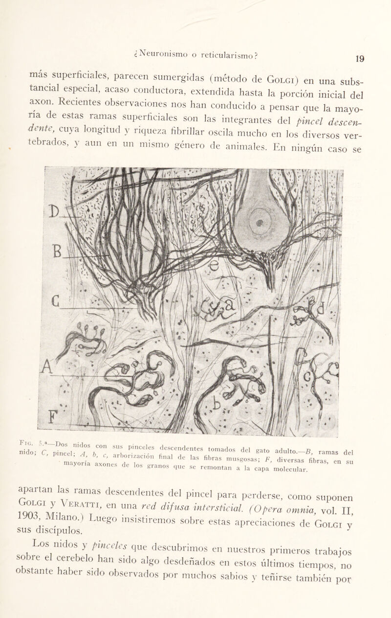 más superficiales, parecen sumergidas (método de Golgi) en una subs¬ tancial especial, acaso conductora, extendida hasta la porción inicial del axon. Recientes observaciones nos han conducido a pensar que la mayo¬ ría de estas ramas superficiales son las integrantes del pincel descen¬ dente, cuya longitud y riqueza fibrillar oscila mucho en los diversos ver¬ tebrados, y aun en un mismo género de animales. En ningún caso se Fig. 5.a—Dos nidos nido; C, pincel; A, mayoría con sus Pinceles descendentes tomados del gato adulto.—B, ramas del I ^ '°nfC10n final de las fibras musgosas; F, diversas fibras, en su xones de los granos que se remontan a la capa molecular. apartan las ramas descendentes del pincel para perderse, como suponen iomG\r-.A ERfTI’ “ Una red dlfusa intersticial, (Opera omnia, vol. II, 03 Milano.) Luego insistiremos sobre estas apreciaciones de Golgi y sus discípulos. J nidos y pinceles que descubrimos en nuestros primeros trabajos so re el cerebelo han sido algo desdeñados en estos últimos tiempos, no obstante haber sido observados por muchos sabios y teñirse también por