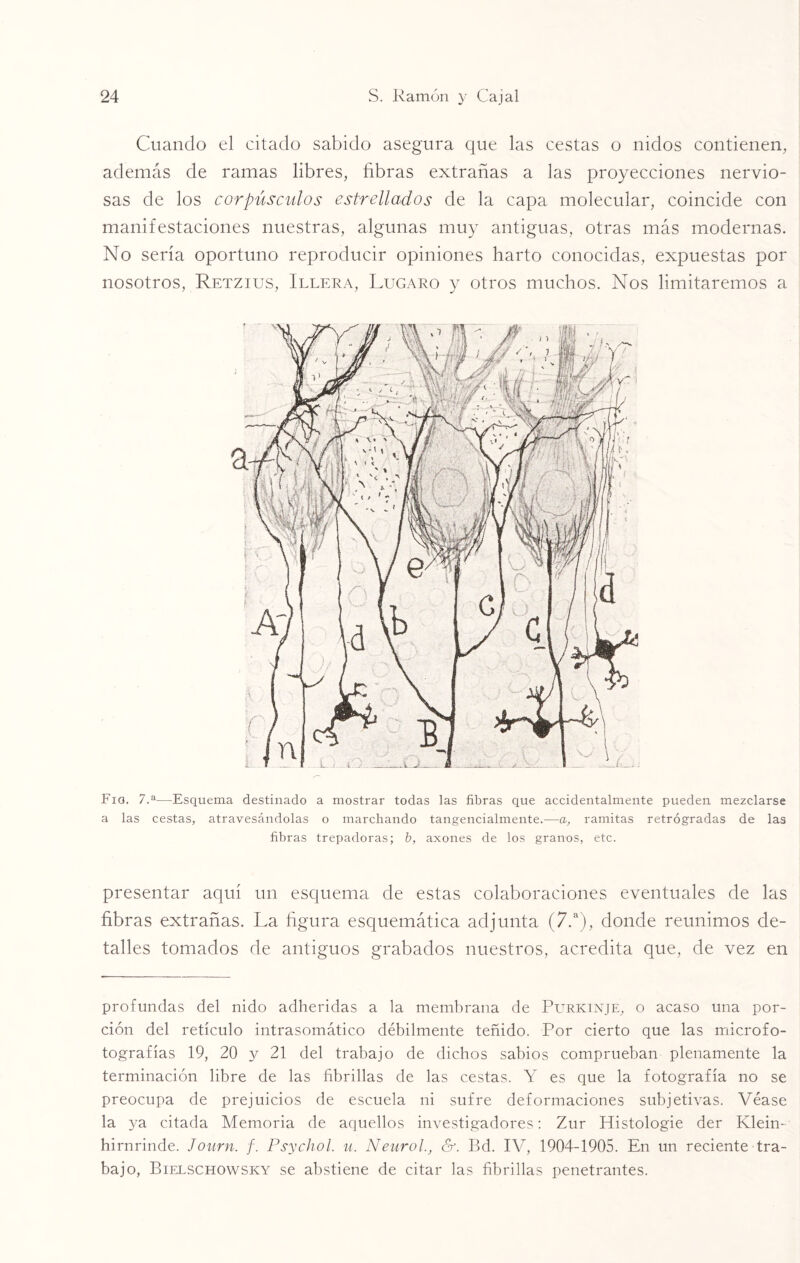 Cuando el citado sabido asegura que las cestas o nidos contienen, además de ramas libres, fibras extrañas a las proyecciones nervio¬ sas de los corpúsculos estrellados de la capa molecular, coincide con manifestaciones nuestras, algunas muy antiguas, otras más modernas. No sería oportuno reproducir opiniones harto conocidas, expuestas por nosotros, Retzius, Illera, Lugaro y otros muchos. Nos limitaremos a Lía. 7.a—Esquema destinado a mostrar todas las fibras que accidentalmente pueden mezclarse a las cestas, atravesándolas o marchando tangencialmente.—a, ramitas retrógradas de las fibras trepadoras; b, axones de los granos, etc. presentar aquí un esquema de estas colaboraciones eventuales de las fibras extrañas. La figura esquemática adjunta (7.a), donde reunimos de¬ talles tomados de antiguos grabados nuestros, acredita que, de vez en profundas del nido adheridas a la membrana de Purkinje, o acaso una por¬ ción del retículo intrasomático débilmente teñido. Por cierto que las microfo- tografías 19, 20 y 21 del trabajo de dichos sabios comprueban plenamente la terminación libre de las fibrillas de las cestas. Y es que la fotografía no se preocupa de prejuicios de escuela ni sufre deformaciones subjetivas. Véase la ya citada Memoria de aquellos investigadores: Zur Histologie der Klein- hirnrinde. Journ. f. Psychol. u. Neurol., &. Bd. IV, 1904-1905. En un reciente tra¬ bajo, Bielschowsky se abstiene de citar las fibrillas penetrantes.