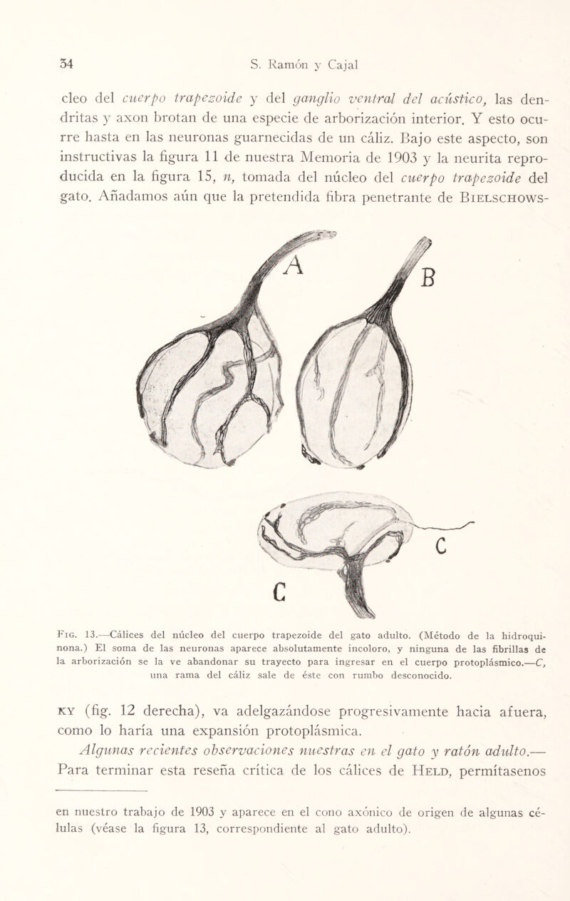 cleo del cuerpo trapezoide y del ganglio ventral del acústico, las den¬ dritas y axon brotan de una especie de arborización interior. Y esto ocu¬ rre hasta en las neuronas guarnecidas de un cáliz. Bajo este aspecto, son instructivas la figura 11 de nuestra Memoria de 1903 y la neurita repro¬ ducida en la figura 15, n, tomada del núcleo del cuerpo trapezoide del gato. Añadamos aún que la pretendida fibra penetrante de Bielschows- Fig. 13.—Cálices del núcleo del cuerpo trapezoide del gato adulto. (Método de la hidroqui¬ nona.) El soma de las neuronas aparece absolutamente incoloro, y ninguna de las fibrillas de la arborización se la ve abandonar su trayecto para ingresar en el cuerpo protoplásmico.—C, una rama del cáliz sale de éste con rumbo desconocido. ky (fig. 12 derecha), va adelgazándose progresivamente hacia afuera, como lo haría una expansión protoplásmica. Algunas recientes observaciones nuestras en el gato y ratón adulto.— Para terminar esta reseña crítica de los cálices de Held, permítasenos en nuestro trabajo de 1903 y aparece en el cono axónico de origen de algunas cé¬ lulas (véase la figura 13, correspondiente al gato adulto).