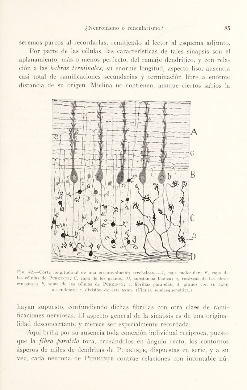 seremos parcos al recordarlas, remitiendo al lector al esquema adjunto. Por parte de las células, las características de tales sinapsis son el aplanamiento, más o menos perfecto, del ramaje dendrítico, y con rela¬ ción a las hebras terminales, su enorme longitud, aspecto liso, ausencia casi total de ramificaciones secundarias y terminación libre a enorme distancia de su origen. Mielina no contienen, aunque ciertos sabios la Fig. 42.—Corte longitudinal de una circunvolución cerebelosa.—A, capa molecular; B, capa de las células de Purkinje; C, capa de los granos; D, substancia blanca; a, rosáceas de las fibras musgosas; b, soma de las células de Purkinje; c, fibrillas paralelas; d, granos con su axon ascendente; e, división de este axon. (Figura semiesquemática.) hayan supuesto, confundiendo dichas fibrillas con otra clase de rami¬ ficaciones nerviosas. El aspecto general de la sinapsis es de una origina¬ lidad desconcertante y merece ser especialmente recordada. Aquí brilla por su ausencia toda conexión individual recíproca, puesto que la fibra Lparalela toca, cruzándolos en ángulo recto, los. contornos ásperos de miles de dendritas de Purkinje, dispuestas en serie, y a su vez, cada neurona de Purkinje contrae relaciones con incontable nú-