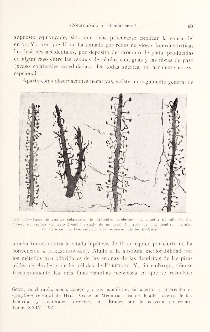 supuesto equivocado, sino que debe procurarse explicar la causa del •error. Yo creo que Held ha tomado por redes nerviosas interdendríticas las fusiones accidentales, por depósito del cromato de plata, producidas en algún caso entre las espinas de células contiguas y las fibras de paso (acaso colaterales ameduladas). De todas suertes, tal accidente es ex¬ cepcional. Aparte estas observaciones negativas, existe un argumento general de Fig. 50.—Tipos de espinas colaterales de pirámides cerebrales.—A, conejo; B, niño de dos meses; C, espinas del gato (región visual) de un mes; D, trozo de una dendrita medular del gato en una fase anterior a la formación de los Endfüsscn. mucha fuerza contra la citada hipótesis de Held (quien por cierto no ha convencido a Bielschowsky). Aludo a la absoluta incolorabilidad por los métodos neurofibrillares de las espinas de las dendritas de las pirá¬ mides cerebrales y de las células de Purkinje. Y, sin embargo, tíñense frecuentemente las más finas ramillas nerviosas en que se resuelven Golgi, en el ratón, mono, conejo y otros mamíferos, sin acertar a sorprender el syncytium cerebral de Hf.ld. Véase su Memoria, rica en detalles, acerca de las dendritas y colaterales. Travaux, etc. Études sur le cerveau postérieur. Teme XXIV, 1924.