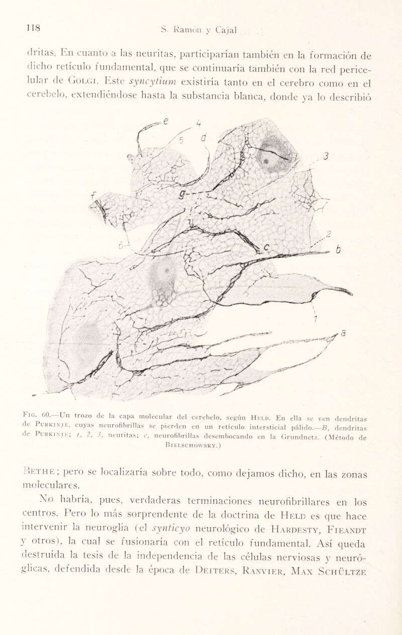 (hitas. En cuanto a las neuritas, participarían también en la formación de dicho retículo fundamental, que se continuaría también con la red perice- lular de Golgi. Este syncytium existiría tanto en el cerebro como en el cerebelo, extendiéndose hasta la substancia blanca, donde ya lo describió Fíc. ÓO.-Un trozo de la capa molecular del cerebelo, según Held. En ella se ven dendritas ile 1 urkinje, cuyas neurofibrillas se pierden en un retículo intersticial pálido.—B, dendritas de Purkinje; i, 2, 3, neuritas; c, neurofibrillas desembocando en la Grundnetz. (Método de Bielschowsky.) Bethe; pero se localizaría sobre todo, como dejamos dicho, en las zonas moleculares. No habría, pues, verdaderas terminaciones neurofibrillares en los centros. Pero lo más sorprendente de la doctrina de Held es que hace intervenir la neuroglia (el synticyo neurológico de Hardesty, Fieandt y °t10Sb la cual se fusionaría con el retículo fundamental. Así queda destruida la tesis de la independencia de las células nerviosas v neuró- glicas, defendida desde la época de Deiters, Ranvier, Max Schültze
