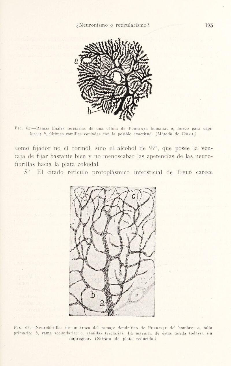 Fig. 62.—Ramas finales terciarias de una célula de Purkinje humana: a, hueco para capi¬ lares; b, últimas ramillas copiadas con la posible exactitud. (Método de Golgi.) como fijador no el íormol, sino el alcohol de 97°, que posee la ven¬ taja de fijar bastante bien y no menoscabar las apetencias de las neuro- fibrillas hacia la plata coloidal. 5.a El citado retículo protoplásmico intersticial de Held carece Fig. 63.—Neurofibrillas de un trozo del ramaje dendrítico de Purkinje del hombre: a, tallo primario; b, rama secundaria; c, ramillas terciarias. La mayoría de éstas queda todavía sin iníp-regnar. (Nitrato de plata reducido.)