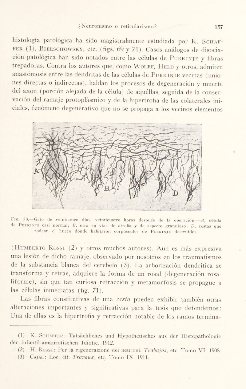 histología patológica ha sido magistralmente estudiada por K. Schaf- FER (1), Bielschowsky, etc. (figs. 69 y 71). Casos análogos de disocia¬ ción patológica han sido notados entre las células de Purkinje y fibras trepadoras. Contra los autores que, como Wolff, Held y otros, admiten anastomosis entre las dendritas de las células de Purkinje vecinas (unio¬ nes directas o indirectas), hablan los procesos de degeneración y muerte del axon (porción alejada de la célula) de aquéllas, seguida de la conser¬ vación del ramaje protoplásmico y de la hipertrofia de las colaterales ini¬ ciales, fenómeno degenerativo que no se propaga a los vecinos elementos íig. 70.—Gato de veinticinco días, veinticuatro horas después de la operación.—A, célula de Purkinje casi normal; B, otra en vías de atrofia y de aspecto granuloso; D, cestas que rodean el hueco donde habitaron corpúsculos de Purkinje destruidos. (Humberto Rossi (2) y otros muchos autores). Aun es más expresiva una lesión de dicho ramaje, observado por nosotros en los traumatismos de la substancia blanca del cerebelo (3). La arborización dendrítica se transforma y retrae, adquiere la forma de un rosal (degeneración rosa- liforme), sin que tan curiosa retracción y metamorfosis se propague a las células inmediatas (fig. 71). Las fibras constitutivas de una cesta pueden exhibir también otras alteraciones importantes y significativas para la tesis que defendemos: Lina de ellas es la hipertrofia y retracción notable de los ramos termina- (1) K. Schaffer: Tatsáchliches und Hypothetisches aus der Histcpathologie der infantil-amaurotischen Idiotie. 1912. (2) H. Rossi: Per la rigenerazione dei neuroni. Trabajos, etc. Tomo VI. 1908. (3) Cajal : Loe. cit. Travaux, etc. Tomo IX. 1911.