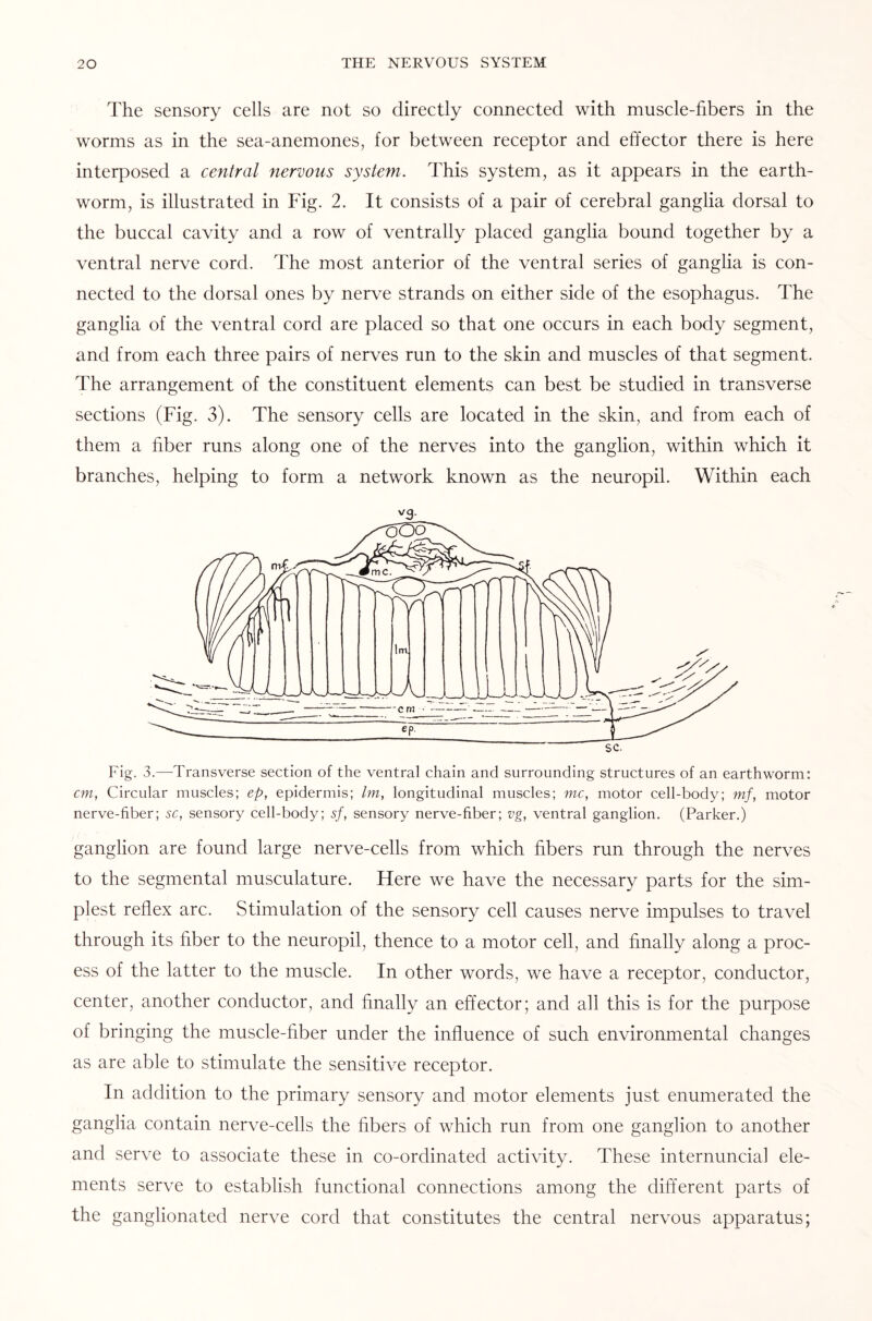 The sensory cells are not so directly connected with muscle-fibers in the worms as in the sea-anemones, for between receptor and effector there is here interposed a central nervous system. This system, as it appears in the earth¬ worm, is illustrated in Fig. 2. It consists of a pair of cerebral ganglia dorsal to the buccal cavity and a row of ventrally placed ganglia bound together by a ventral nerve cord. The most anterior of the ventral series of ganglia is con¬ nected to the dorsal ones by nerve strands on either side of the esophagus. The ganglia of the ventral cord are placed so that one occurs in each body segment, and from each three pairs of nerves run to the skin and muscles of that segment. The arrangement of the constituent elements can best be studied in transverse sections (Fig. 3). The sensory cells are located in the skin, and from each of them a fiber runs along one of the nerves into the ganglion, within which it branches, helping to form a network known as the neuropil. Within each v3- Fig. 3.—Transverse section of the ventral chain and surrounding structures of an earthworm: cm, Circular muscles; ep, epidermis; Im, longitudinal muscles; me, motor cell-body; mf, motor nerve-fiber; sc, sensory cell-body; sf, sensory nerve-fiber; vg, ventral ganglion. (Parker.) ganglion are found large nerve-cells from which fibers run through the nerves to the segmental musculature. Here we have the necessary parts for the sim¬ plest reflex arc. Stimulation of the sensory cell causes nerve impulses to travel through its fiber to the neuropil, thence to a motor cell, and finally along a proc¬ ess of the latter to the muscle. In other words, we have a receptor, conductor, center, another conductor, and finally an effector; and all this is for the purpose of bringing the muscle-fiber under the influence of such environmental changes as are able to stimulate the sensitive receptor. In addition to the primary sensory and motor elements just enumerated the ganglia contain nerve-cells the fibers of which run from one ganglion to another and serve to associate these in co-ordinated activity. These internuncial ele¬ ments serve to establish functional connections among the different parts of the ganglionated nerve cord that constitutes the central nervous apparatus;