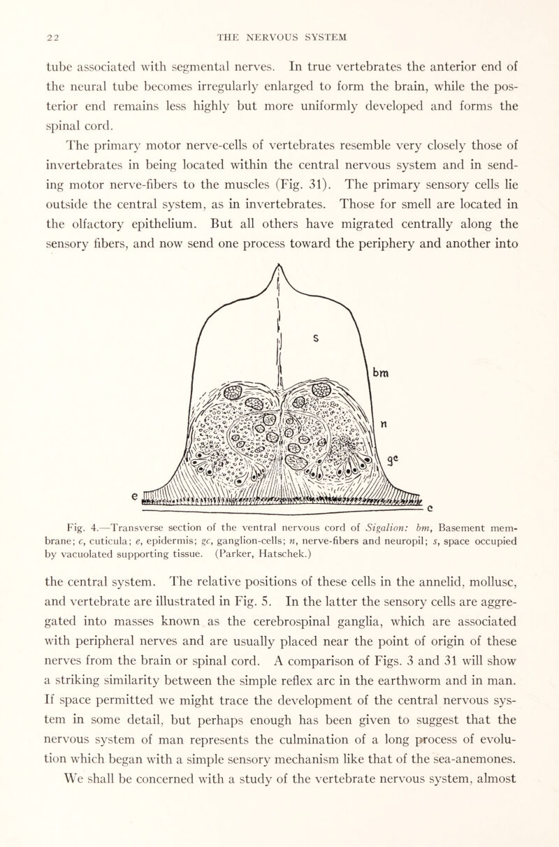 tube associated with segmental nerves. In true vertebrates the anterior end of the neural tube becomes irregularly enlarged to form the brain, while the pos¬ terior end remains less highly but more uniformly developed and forms the spinal cord. The primary motor nerve-cells of vertebrates resemble very closely those of invertebrates in being located within the central nervous system and in send¬ ing motor nerve-fibers to the muscles (Fig. 31). The primary sensory cells lie outside the central system, as in invertebrates. Those for smell are located in the olfactory epithelium. But all others have migrated centrally along the sensory fibers, and now send one process toward the periphery and another into Fig. 4.—Transverse section of the ventral nervous cord of Sigalion: bm, Basement mem¬ brane; c, cuticula; e, epidermis; gc, ganglion-cells; n, nerve-fibers and neuropil; s, space occupied by vacuolated supporting tissue. (Parker, Hatschek.) the central system. The relative positions of these cells in the annelid, mollusc, and vertebrate are illustrated in Fig. 5. In the latter the sensory cells are aggre¬ gated into masses known as the cerebrospinal ganglia, which are associated with peripheral nerves and are usually placed near the point of origin of these nerves from the brain or spinal cord. A comparison of Figs. 3 and 31 will show a striking similarity between the simple reflex arc in the earthworm and in man. If space permitted we might trace the development of the central nervous sys¬ tem in some detail, but perhaps enough has been given to suggest that the nervous system of man represents the culmination of a long process of evolu¬ tion which began with a simple sensory mechanism like that of the sea-anemones. We shall be concerned with a study of the vertebrate nervous system, almost