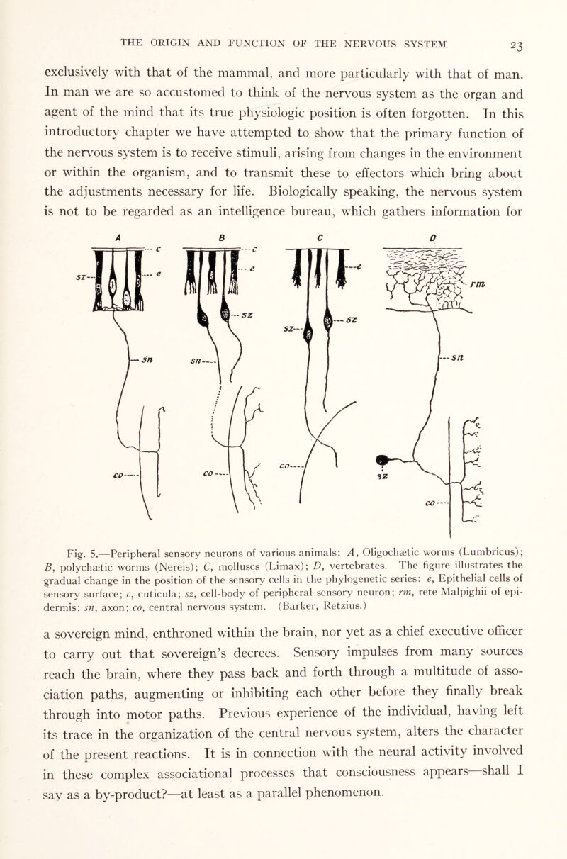 exclusively with that of the mammal, and more particularly with that of man. In man we are so accustomed to think of the nervous system as the organ and agent of the mind that its true physiologic position is often forgotten. In this introductory chapter we have attempted to show that the primary function of the nervous system is to receive stimuli, arising from changes in the environment or within the organism, and to transmit these to effectors which bring about the adjustments necessary for life. Biologically speaking, the nervous system is not to be regarded as an intelligence bureau, which gathers information for ABC D Fig. 5.—Peripheral sensory neurons of various animals: A, Oligochsetic worms (Lumbricus); B, polychaetic worms (Nereis); C, molluscs (Limax); D, vertebrates. The figure illustrates the gradual change in the position of the sensory cells in the phylogenetic series: e, Epithelial cells of sensory surface; c, cuticula; sz, cell-body of peripheral sensory neuron; rm, rete Malpighii of epi¬ dermis; sn, axon; co, central nervous system. (Barker, Retzius.) a sovereign mind, enthroned within the brain, nor yet as a chief executive officer to carry out that sovereign’s decrees. Sensory impulses from many sources reach the brain, where they pass back and forth through a multitude of asso¬ ciation paths, augmenting or inhibiting each other before they finally break through into motor paths. Previous experience of the individual, having left its trace in the organization of the central nervous system, alters the character of the present reactions. It is in connection with the neural activity involved in these complex associational processes that consciousness appears shall I say as a by-product?—at least as a parallel phenomenon.