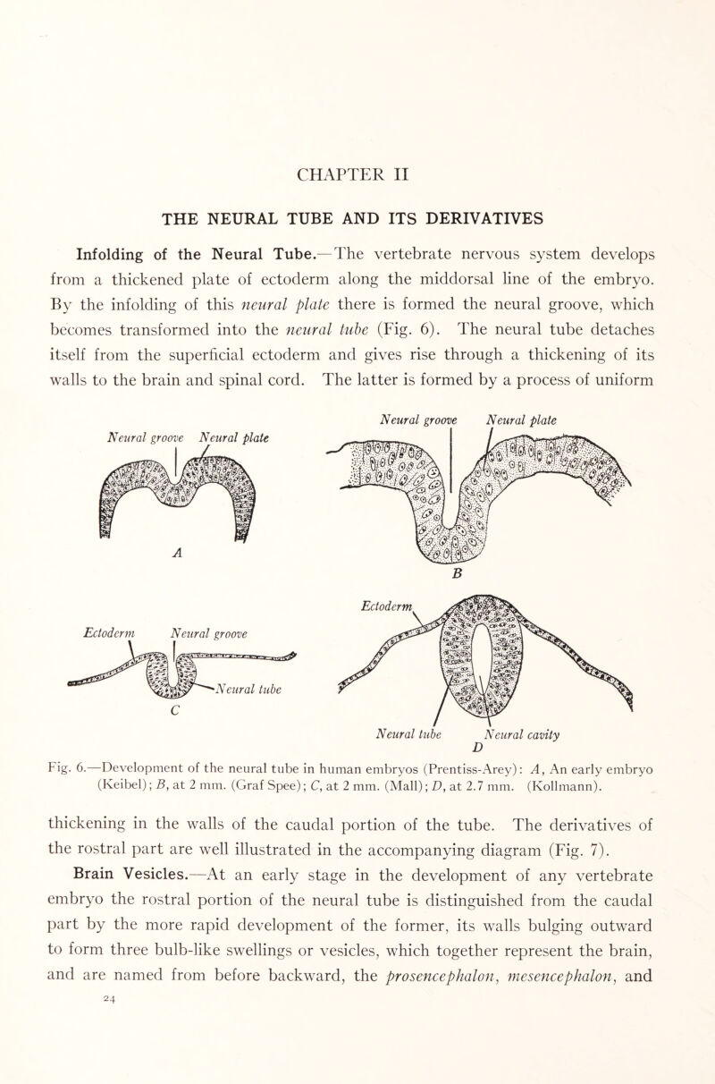 CHAPTER II THE NEURAL TUBE AND ITS DERIVATIVES Infolding of the Neural Tube.— The vertebrate nervous system develops from a thickened plate of ectoderm along the middorsal line of the embryo. By the infolding of this neural plate there is formed the neural groove, which becomes transformed into the neural tube (Fig. 6). The neural tube detaches itself from the superficial ectoderm and gives rise through a thickening of its walls to the brain and spinal cord. The latter is formed by a process of uniform Fig. 6.—Development of the neural tube in human embryos (Prentiss-Arey): A, An early embryo (Keibel); B, at 2 mm. (Graf Spee); C, at 2 mm. (Mall); D, at 2.7 mm. (Kollmann). thickening in the walls of the caudal portion of the tube. The derivatives of the rostral part are well illustrated in the accompanying diagram (Fig. 7). Brain Vesicles.—At an early stage in the development of any vertebrate embryo the rostral portion of the neural tube is distinguished from the caudal part by the more rapid development of the former, its walls bulging outward to form three bulb-like swellings or vesicles, which together represent the brain, and are named from before backward, the prosencephalon, mesencephalon, and