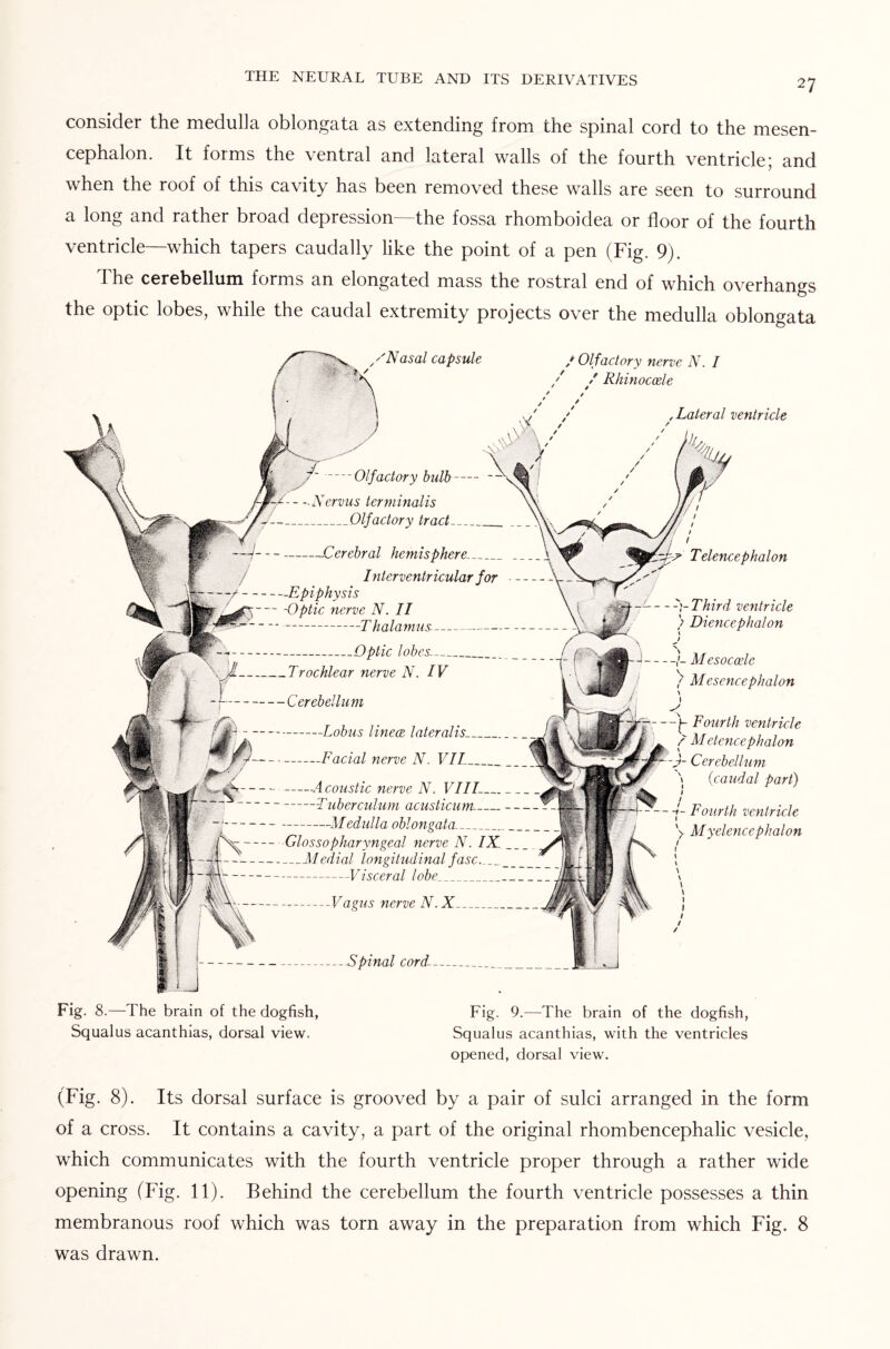 consider the medulla oblongata as extending from the spinal cord to the mesen¬ cephalon. It forms the ventral and lateral walls of the fourth ventricle; and when the roof of this cavity has been removed these walls are seen to surround a long and rather broad depression—the fossa rhomboidea or floor of the fourth ventricle—which tapers caudally like the point of a pen (Fig. 9). The cerebellum forms an elongated mass the rostral end of which overhangs the optic lobes, while the caudal extremity projects over the medulla oblongata ''Nasal capsule / Olfactory nerve N. I Olfactory bulb- —-Nervus terminalis _Olfactory tract_ -Cerebral hemisphere-_ I nterventricular for -Epiphysis -Optic nerve N. II -Thalamus-- Optic lobes_ _ Trochlear nerve N. IV -Cerebellum -Lob us linece lateralis_ -Facial nerve N. VII_ -Acoustic nerve N. VIIL_ -Tuberculum acusticum_ -Medulla oblongata-. Glossopharyngeal nerve N. IN -Medial longitudinal fasc_ Visceral lobe_ -Vagus nerve N.X. - Spinal cord- / Rhinocoele , Lateral ventricle / -1 Telencephalon -'-Third ventricle ) Diencephalon x J N, Mesocoele / Mesencephalon \ \ V -p Fourth ventricle / Metencephalon J- Cerebellum \ (caudal part) j- Fourth ventricle V Myelencephalon Fig. 8.—The brain of the dogfish, Squalus acanthias, dorsal view. Fig. 9.—The brain of the dogfish, Squalus acanthias, with the ventricles opened, dorsal view. (Fig. 8). Its dorsal surface is grooved by a pair of sulci arranged in the form of a cross. It contains a cavity, a part of the original rhombencephalic vesicle, which communicates with the fourth ventricle proper through a rather wide opening (Fig. 11). Behind the cerebellum the fourth ventricle possesses a thin membranous roof which was torn away in the preparation from which Fig. 8 was drawn.
