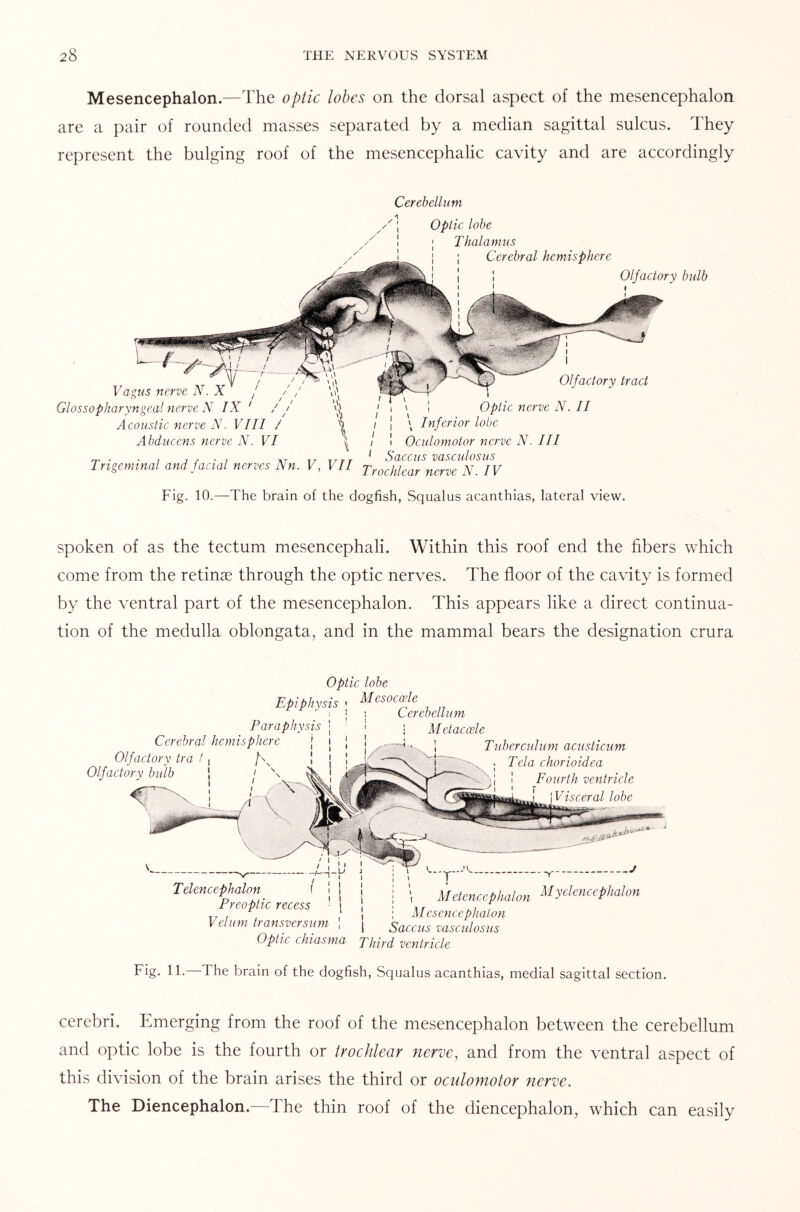 Mesencephalon.—The optic lobes on the dorsal aspect of the mesencephalon are a pair of rounded masses separated by a median sagittal sulcus. They represent the bulging roof of the mesencephalic cavity and are accordingly Cerebellum Vagus nerve N. X Glossopharyngeal nerve N IX ' Acoustic nerve N. VIII / Abducens nerve N. VI Optic lobe | Thalamus ; Cerebral hemisphere Olfactory bulb Olfactory tract Optic nerve N. II \ Inferior lobe Oculomotor nerve N. Ill „ . , . , . , ,, Tr tjtt 1 Saccus vasculosus Trigeminal and facial nerves Nn. V, VII Trochlear nerve N. IV Fig. 10.—The brain of the dogfish, Squalus acanthias, lateral view. spoken of as the tectum mesencephali. Within this roof end the fibers which come from the retinas through the optic nerves. The floor of the cavity is formed by the ventral part of the mesencephalon. This appears like a direct continua¬ tion of the medulla oblongata, and in the mammal bears the designation crura Paraphysis Cerebral hemisphere Olfactory tra 1, /\ ! Olfactory bulb Optic lobe Epiphysis • Mesoccele \ i Cerebellum Metaccele Tuberculum acusticum Tela chorioidea Fourth ventricle Visceral lobe Telencephalon ( Preoptic recess Velum transversum \ Optic chiasma i j j Metencephalon y(,‘cnccPilal°n Mesencephalon 1 Saccus vasculosus Third ventricle Fig. 11. 1 he brain of the dogfish, Squalus acanthias, medial sagittal section. cerebri. Emerging from the roof of the mesencephalon between the cerebellum and optic lobe is the fourth or trochlear nerve, and from the ventral aspect of this division of the brain arises the third or oculomotor nerve. The Diencephalon.—The thin roof of the diencephalon, which can easily