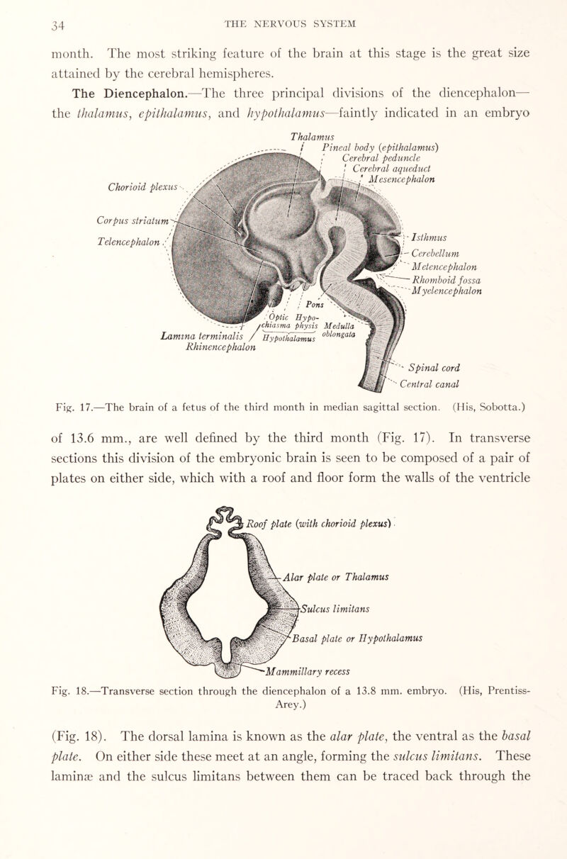 month. The most striking feature of the brain at this stage is the great size attained by the cerebral hemispheres. The Diencephalon.—The three principal divisions of the diencephalon— the thalamus, epithalamus, and hypothalamus■—faintly indicated in an embryo ''' Spinal cord ''' Central canal Chorioid plexus Corpus striatum Telencephalon / Lamina terminalis Rhinence phalon Thalamus Pineal body (epithalamus) Cerebral peduncle ! Cerebral aqueduct Mesencephalon Isthmus Cerebellum Metencephalon Rhomboid fossa Myelencephalon Fig. 17.—The brain of a fetus of the third month in median sagittal section. (His, Sobotta.) of 13.6 mm., are well defined by the third month (Fig. 17). In transverse sections this division of the embryonic brain is seen to be composed of a pair of plates on either side, which with a roof and floor form the walls of the ventricle Roof plate {with chorioid plexus) Alar plate or Thalamus ■Sulcus limitans Basal plate or Hypothalamus 'Mammillary recess Fig. 18.—Transverse section through the diencephalon of a 13.8 mm. embryo. (His, Prentiss- Arey.) (Fig. 18). The dorsal lamina is known as the alar plate, the ventral as the basal plate. On either side these meet at an angle, forming the sulcus limitans. These laminae and the sulcus limitans between them can be traced back through the