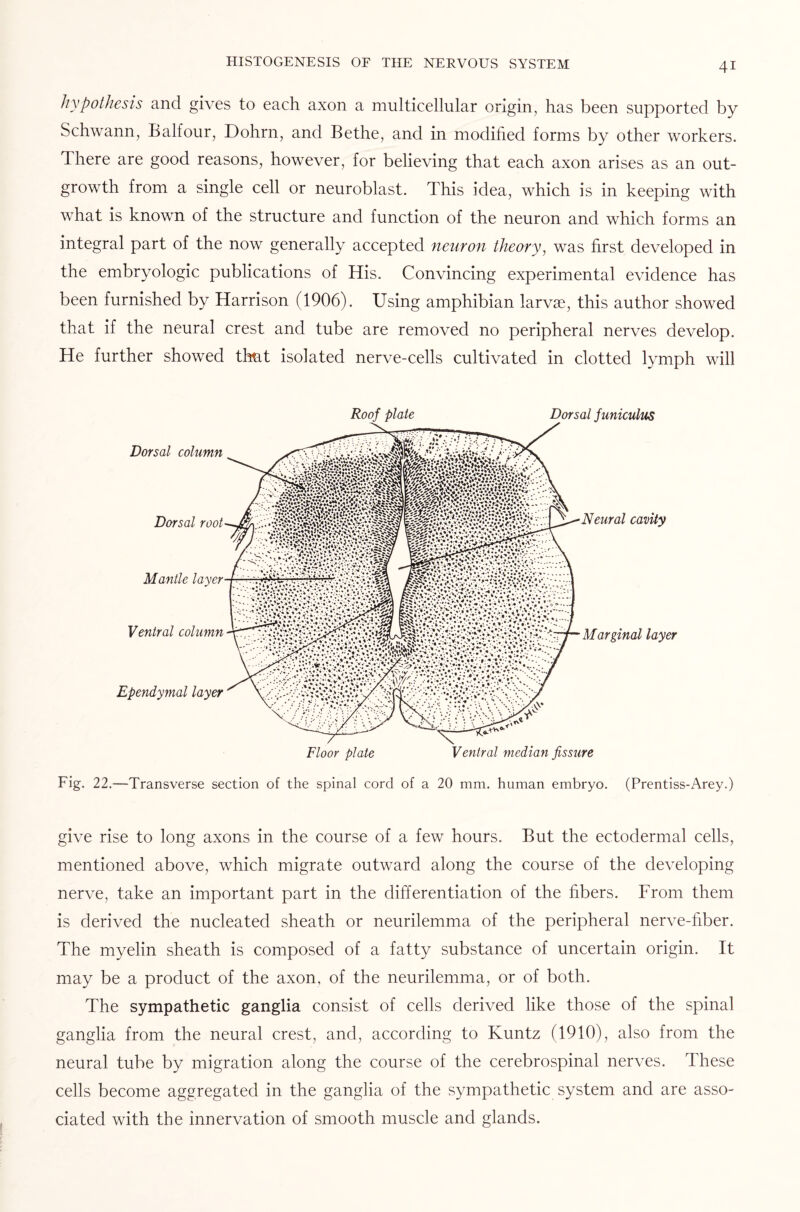 hypothesis and gives to each axon a multicellular origin, has been supported by Schwann, Balfour, Dohrn, and Bethe, and in modified forms by other workers. There are good reasons, however, for believing that each axon arises as an out¬ growth from a single cell or neuroblast. This idea, which is in keeping with what is known of the structure and function of the neuron and which forms an integral part of the now generally accepted neuron theory, was first developed in the embryologic publications of His. Convincing experimental evidence has been furnished by Harrison (1906). Using amphibian larvas, this author showed that if the neural crest and tube are removed no peripheral nerves develop. He further showed that isolated nerve-cells cultivated in clotted lymph will Roof plate Dorsal funiculus Fig. 22.—Transverse section of the spinal cord of a 20 mm. human embryo. (Prentiss-Arey.) give rise to long axons in the course of a few hours. But the ectodermal cells, mentioned above, which migrate outward along the course of the developing nerve, take an important part in the differentiation of the fibers. From them is derived the nucleated sheath or neurilemma of the peripheral nerve-fiber. The myelin sheath is composed of a fatty substance of uncertain origin. It may be a product of the axon, of the neurilemma, or of both. The sympathetic ganglia consist of cells derived like those of the spinal ganglia from the neural crest, and, according to Kuntz (1910), also from the neural tube by migration along the course of the cerebrospinal nerves. These cells become aggregated in the ganglia of the sympathetic system and are asso¬ ciated with the innervation of smooth muscle and glands.