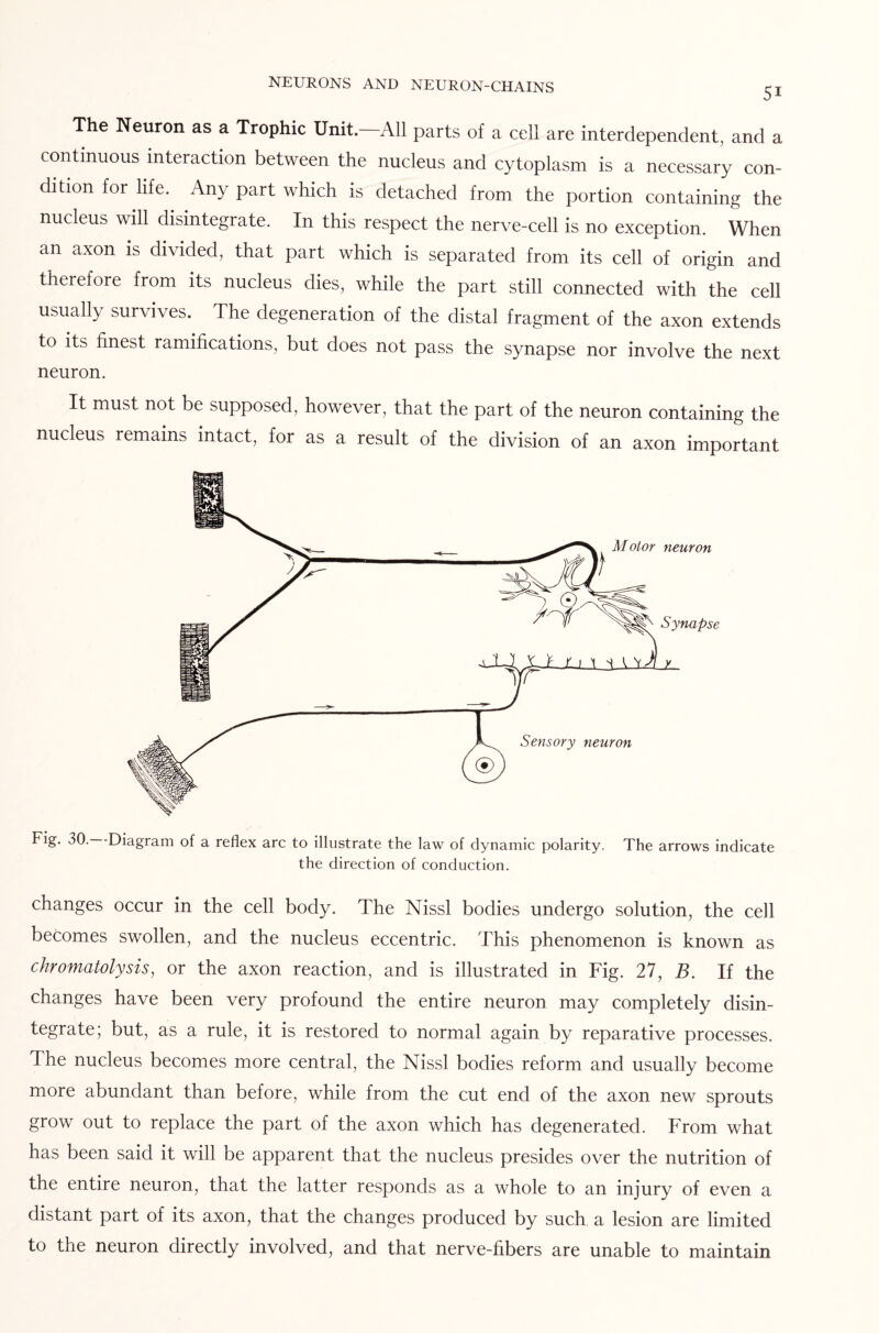 51 The Neuron as a Trophic Unit.—All parts of a cell are interdependent, and a continuous interaction between the nucleus and cytoplasm is a necessary con¬ dition for life. Any part which is detached from the portion containing the nucleus will disintegrate. In this respect the nerve-cell is no exception. When an axon is divided, that part which is separated from its cell of origin and therefore from its nucleus dies, while the part still connected with the cell usually survives. The degeneration of the distal fragment of the axon extends to its finest ramifications, but does not pass the synapse nor involve the next neuron. It must not be supposed, however, that the part of the neuron containing the nucleus remains intact, for as a result of the division of an axon important Fig. 30. -Diagram of a reflex arc to illustrate the law of dynamic polarity. The arrows indicate the direction of conduction. changes occur in the cell body. The Nissl bodies undergo solution, the cell becomes swollen, and the nucleus eccentric. This phenomenon is known as chromatolysis, or the axon reaction, and is illustrated in Fig. 27, B. If the changes have been very profound the entire neuron may completely disin¬ tegrate; but, as a rule, it is restored to normal again by reparative processes. The nucleus becomes more central, the Nissl bodies reform and usually become more abundant than before, while from the cut end of the axon new sprouts grow out to replace the part of the axon which has degenerated. From what has been said it will be apparent that the nucleus presides over the nutrition of the entire neuron, that the latter responds as a whole to an injury of even a distant part of its axon, that the changes produced by such a lesion are limited to the neuron directly involved, and that nerve-fibers are unable to maintain