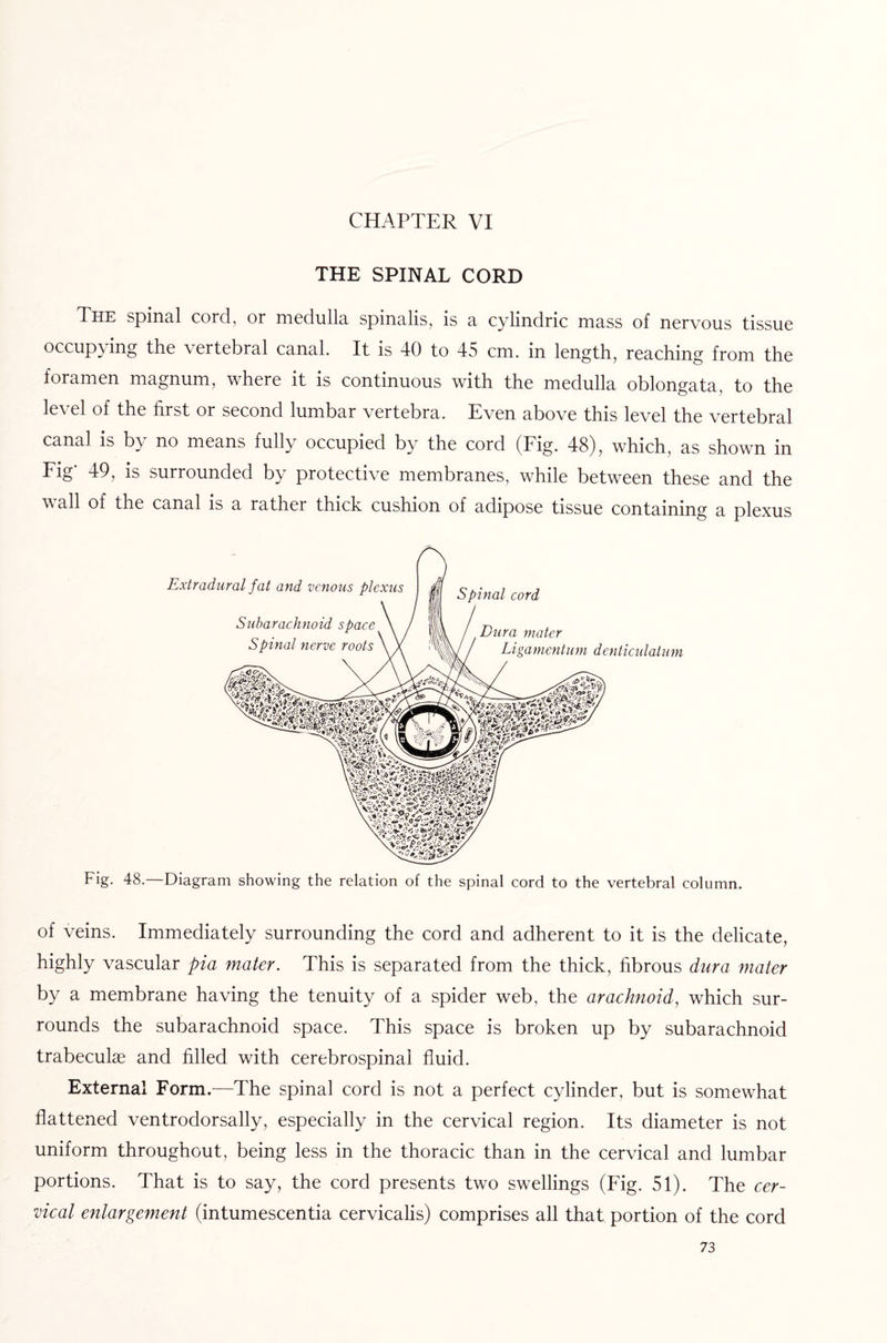 CHAPTER VI THE SPINAL CORD The spinal cord, or medulla spinalis, is a cylindric mass of nervous tissue occupying the vertebral canal. It is 40 to 45 cm. in length, reaching from the foramen magnum, where it is continuous with the medulla oblongata, to the le\ el of the first or second lumbar vertebra. Even above this level the vertebral canal is b\ no means fully occupied by the cord (Fig. 48), which, as shown in Fig’ 49, is surrounded by protective membranes, while between these and the wall of the canal is a rather thick cushion of adipose tissue containing a plexus Fig. 48.—Diagram showing the relation of the spinal cord to the vertebral column. of veins. Immediately surrounding the cord and adherent to it is the delicate, highly vascular pia mater. This is separated from the thick, fibrous dura mater by a membrane having the tenuity of a spider web, the arachnoid, which sur¬ rounds the subarachnoid space. This space is broken up by subarachnoid trabeculae and filled with cerebrospinal fluid. External Form.—The spinal cord is not a perfect cylinder, but is somewhat flattened ventrodorsally, especially in the cervical region. Its diameter is not uniform throughout, being less in the thoracic than in the cervical and lumbar portions. That is to say, the cord presents two swellings (Fig. 51). The cer¬ vical enlargement (intumescentia cervicalis) comprises all that portion of the cord