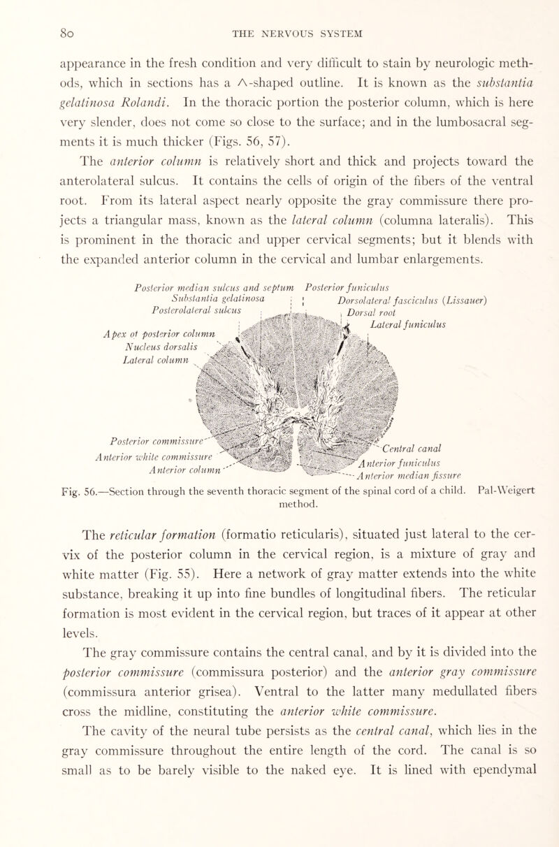 appearance in the fresh condition and very difficult to stain by neurologic meth¬ ods, which in sections has a A-shaped outline. It is known as the substantia gelatinosa Rolandi. In the thoracic portion the posterior column, which is here very slender, does not come so close to the surface; and in the lumbosacral seg¬ ments it is much thicker (Figs. 56, 57). The anterior column is relatively short and thick and projects toward the anterolateral sulcus. It contains the cells of origin of the fibers of the ventral root. From its lateral aspect nearly opposite the gray commissure there pro¬ jects a triangular mass, known as the lateral column (columna lateralis). This is prominent in the thoracic and upper cervical segments; but it blends with the expanded anterior column in the cervical and lumbar enlargements. Posterior median sulcus and septum Posterior f uniculus Substantia gelatinosa j j Dorsolateral fasciculus (Lissauer) Posterolateral sulcus ■ , Dorsal root Lateral funiculus A pex of posterior column Nucleus dorsalis Lateral column Posterior commissure' Anterior white commissure Anterior column''' Central canal A nterior funiculus ■Anterior median fissure Fig. 56.—Section through the seventh thoracic segment of the spinal cord of a child. Pal-Weigert method. The reticular formation (formatio reticularis), situated just lateral to the cer¬ vix of the posterior column in the cervical region, is a mixture of gray and white matter (Fig. 55). Here a network of gray matter extends into the white substance, breaking it up into fine bundles of longitudinal fibers. The reticular formation is most evident in the cervical region, but traces of it appear at other levels. The gray commissure contains the central canal, and by it is divided into the posterior commissure (commissura posterior) and the anterior gray commissure (commissura anterior grisea). Ventral to the latter many medulla ted fibers cross the midline, constituting the anterior white commissure. The cavity of the neural tube persists as the central canal, which lies in the gray commissure throughout the entire length of the cord. The canal is so small as to be barely visible to the naked eye. It is lined with ependymal