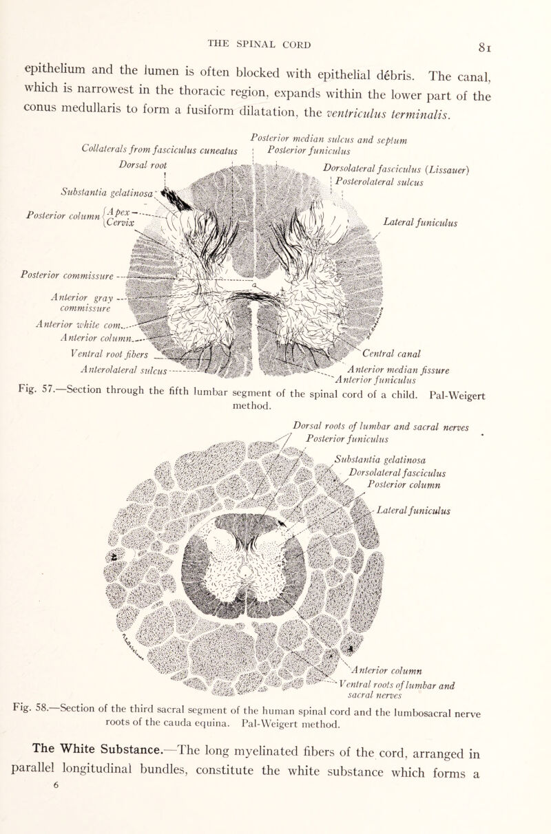 epithelium and the lumen is often blocked with epithelial debris. The canal, which is narrowest m the thoracic region, expands within the lower part of the conus medullans to form a fusiform dilatation, the ventriculus terminalis. Collaterals from fasciculus cuneatus Posterior median sulcus and septum \ Posterior f uniculus Dorsal root Substantia gelatinosa' Posterior column {^ex. [Cervix Dorsolateral fasciculus (Lissauer) | Posterolateral sulcus Lateral funicidus Posterior commissure A nlerior gray commissure Anterior ionite com.. A nlerior column. Ventral root fibers A nterolaleral sulcus - Central canal Anterior median fissure ' Anterior funicidus Fig. 57—Section through the fifth lumbar segment of the spinal cord of a child. Pal-Weiger method. Dorsal roots of lumbar and sacral nerves Posterior funicidus Substantia gelatinosa Dorsolateral fasciculus Posterior column Lateral f uniculus - id • A nkrior column r'v' f cntral roots of lumbar and m. a**; 'V.iX' sacral nerves Fig. 58. Section of the third sacral segment of the human spinal cord and the lumbosacral nerve roots of the cauda equina. Pal-Weigert method. The White Substance.—The long myelinated fibers of the cord, arranged in parallel longitudinal bundles, constitute the white substance which forms a 6