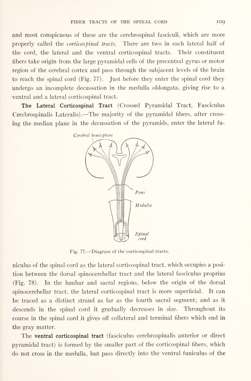 and most conspicuous of these are the cerebrospinal fasciculi, which are more properly called the corticospinal tracts. There are two in each lateral half of the cord, the lateral and the ventral corticospinal tracts. Their constituent fibers take origin from the large pyramidal cells of the precentral gyrus or motor region of the cerebral cortex and pass through the subjacent levels of the brain to reach the spinal cord (Fig. 77). Just before they enter the spinal cord they undergo an incomplete decussation in the medulla oblongata, giving rise to a ventral and a lateral corticospinal tract. The Lateral Corticospinal Tract (Crossed Pyramidal Tract, Fasciculus Cerebrospinalis Lateralis).—The majority of the pyramidal fibers, after cross¬ ing the median plane in the decussation of the pyramids, enter the lateral fu- Cerebral hemisphere Fig. 77.—Diagram of the corticospinal tracts. niculus of the spinal cord as the lateral corticospinal tract, which occupies a posi¬ tion between the dorsal spinocerebellar tract and the lateral fasciculus proprius (Fig. 78). In the lumbar and sacral regions, below the origin of the dorsal spinocerebellar tract, the lateral corticospinal tract is more superficial. It can be traced as a distinct strand as far as the fourth sacral segment; and as it descends in the spinal cord it gradually decreases in size. Throughout its course in the spinal cord it gives off collateral and terminal fibers which end in the gray matter. The ventral corticospinal tract (fasciculus cerebrospinalis anterior or direct pyramidal tract) is formed by the smaller part of the corticospinal libers, which do not cross in the medulla, but pass directly into the ventral funiculus of the