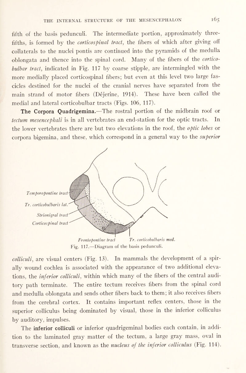 fifth of the basis pedunculi. The intermediate portion, approximately three- fifths, is formed by the corticospinal trad, the fibers of which after giving off collaterals to the nuclei pontis are continued into the pyramids of the medulla oblongata and thence into the spinal cord. Many of the fibers of the cortico¬ bulbar tract, indicated in Fig. 117 by coarse stipple, are intermingled with the more medially placed corticospinal fibers; but even at this level two large fas¬ cicles destined for the nuclei of the cranial nerves have separated from the main strand of motor fibers (Dejerine, 1914). These have been called the medial and lateral corticobulbar tracts (Figs. 106, 117). The Corpora Quadrigemina.—The rostral portion of the midbrain roof or tectum mesencephali is in all vertebrates an end-station for the optic tracts. In the lower vertebrates there are but two elevations in the roof, the optic lobes or corpora bigemina, and these, which correspond in a general way to the superior Temporopontine tract Tr. corticobulbar is lot. Strionigral tract Corticos pi not trad Frontopontine trad Tr. corticobulbaris med. Fig. 117.—Diagram of the basis pedunculi. colliculi, are visual centers (Fig. 13). In mammals the development of a spir¬ ally wound cochlea is associated with the appearance of two additional eleva¬ tions, the inferior colliculi, within which many of the fibers of the central audi¬ tory path terminate. The entire tectum receives fibers from the spinal cord and medulla oblongata and sends other fibers back to them; it also receives fibers from the cerebral cortex. It contains important reflex centers, those in the superior colliculus being dominated by visual, those in the inferior colliculus by auditory, impulses. The inferior colliculi or inferior quadrigeminal bodies each contain, in addi¬ tion to the laminated gray matter of the tectum, a large gray mass, oval in transverse section, and known as the nucleus of the inferior colliculus (Fig. 114).