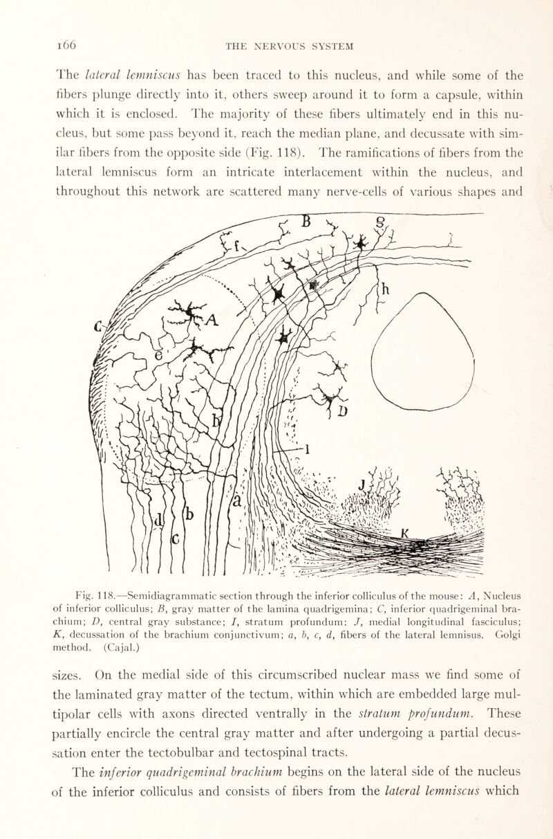 The lateral lemniscus has been traced to this nucleus, and while some of the fibers plunge directly into it, others sweep around it to form a capsule, within which it is enclosed. The majority of these fibers ultimately end in this nu¬ cleus, but some pass beyond it, reach the median plane, and decussate with sim¬ ilar fibers from the opposite side (Fig. 118). The ramifications of fibers from the lateral lemniscus form an intricate interlacement within the nucleus, and throughout this network are scattered many nerve-cells of various shapes and Fig. 118.—Semicliagrammatic section through the inferior colliculus of the mouse: A, Nucleus of inferior colliculus; B, gray matter of the lamina quadrigemina; C, inferior quadrigeminal bra- chium; D, central gray substance; I, stratum profundum; J, medial longitudinal fasciculus; K, decussation of the brachium conjunctivum; a, b, c, d, fibers of the lateral lemnisus. Golgi method. (Cajal.) sizes. On the medial side of this circumscribed nuclear mass we find some of the laminated gray matter of the tectum, within which are embedded large mul¬ tipolar cells with axons directed ventrally in the stratum profundum. These partially encircle the central gray matter and after undergoing a partial decus¬ sation enter the tectobulbar and tectospinal tracts. The inferior quadrigeminal brachium begins on the lateral side of the nucleus of the inferior colliculus and consists of fibers from the lateral lemniscus which