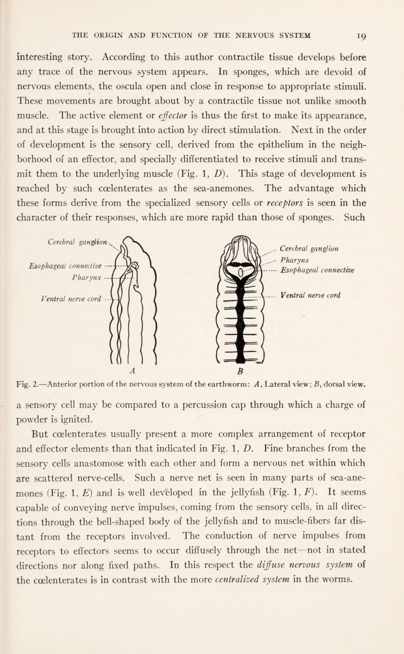 interesting story. According to this author contractile tissue develops before any trace of the nervous system appears. In sponges, which are devoid of nervous elements, the oscula open and close in response to appropriate stimuli. These movements are brought about by a contractile tissue not unlike smooth muscle. The active element or effector is thus the first to make its appearance, and at this stage is brought into action by direct stimulation. Next in the order of development is the sensory cell, derived from the epithelium in the neigh¬ borhood of an effector, and specially differentiated to receive stimuli and trans¬ mit them to the underlying muscle (Fig. 1, D). This stage of development is reached by such coelenterates as the sea-anemones. The advantage which these forms derive from the specialized sensory cells or receptors is seen in the character of their responses, which are more rapid than those of sponges. Such Cerebral ganglion Pharynx Esophageal connective Ventral nerve cord Fig. 2.—Anterior portion of the nervous system of the earthworm: A, Lateral view; B, dorsal view. a sensory cell may be compared to a percussion cap through which a charge of powder is ignited. But coelenterates usually present a more complex arrangement of receptor and effector elements than that indicated in Fig. 1, D. Fine branches from the sensory cells anastomose with each other and form a nervous net within which are scattered nerve-cells. Such a nerve net is seen in many parts of sea-ane¬ mones (Fig. 1, E) and is well developed in the jellyfish (Fig. 1, F). It seems, capable of conveying nerve impulses, coming from the sensory cells, in all direc¬ tions through the bell-shaped body of the jellyfish and to muscle-fibers far dis¬ tant from the receptors involved. The conduction of nerve impulses from receptors to effectors seems to occur diffusely through the net—not in stated directions nor along fixed paths. In this respect the diffuse nervous system of the coelenterates is in contrast with the more centralized system in the worms.