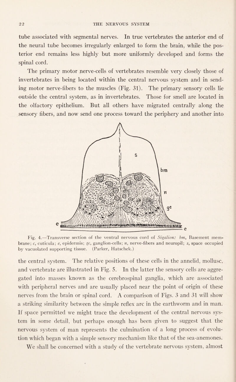 tube associated with segmental nerves. In true vertebrates the anterior end of the neural tube becomes irregularly enlarged to form the brain, while the pos¬ terior end remains less highly but more uniformly developed and forms the spinal cord. The primary motor nerve-cells of vertebrates resemble very closely those of invertebrates in being located within the central nervous system and in send¬ ing motor nerve-fibers to the muscles (Fig. 31). The primary sensory cells lie outside the central system, as in invertebrates. Those for smell are located in the olfactory epithelium. But all others have migrated centrally along the sensory fibers, and now send one process toward the periphery and another into .c Fig. 4.—Transverse section of the ventral nervous cord of Sigalion: bni, Basement mem¬ brane; c, cuticula; e, epidermis; gc, ganglion-cells; n, nerve-fibers and neuropil; s, space occupied by vacuolated supporting tissue. (Parker, Hatschek.) the central system. The relative positions of these cells in the annelid, mollusc, and vertebrate are illustrated in Fig. 5. In the latter the sensory cells are aggre¬ gated into masses known as the cerebrospinal ganglia, which are associated with peripheral nerves and are usually placed near the point of origin of these nerves from the brain or spinal cord. A comparison of Figs. 3 and 31 will show a striking similarity between the simple reflex arc in the earthworm and in man. If space permitted we might trace the development of the central nervous sys¬ tem in some detail, but perhaps enough has been given to suggest that the nervous system of man represents the culmination of a long process of evolu¬ tion which began with a simple sensory mechanism like that of the sea-anemones. We shall be concerned with a study of the vertebrate nervous system, almost