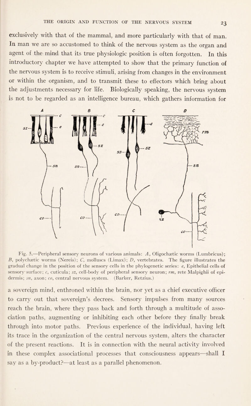 exclusively with that of the mammal, and more particularly with that of man. In man we are so accustomed to think of the nervous system as the organ and agent of the mind that its true physiologic position is often forgotten. In this introductory chapter we have attempted to show that the primary function of the nervous system is to receive stimuli, arising from changes in the environment or within the organism, and to transmit these to effectors which bring about the adjustments necessary for life. Biologically speaking, the nervous system is not to be regarded as an intelligence bureau, which gathers information for ABC D Fig. 5.—Peripheral sensory neurons of various animals: A, Oligochaetic worms (Lumbricus); B, polychaetic worms (Nereis); C, molluscs (Limax); D, vertebrates. The figure illustrates the gradual change in the position of the sensory cells in the phylogenetic series: e, Epithelial cells of sensory surface; c, cuticula; sz, cell-body of peripheral sensory neuron; rm, rete Malpighii of epi¬ dermis; sn, axon; co, central nervous system. (Barker, Retzius.) a sovereign mind, enthroned within the brain, nor yet as a chief executive officer to carry out that sovereign’s decrees. Sensory impulses from many sources reach the brain, where they pass back and forth through a multitude of asso¬ ciation paths, augmenting or inhibiting each other before they finally break through into motor paths. Previous experience of the individual, having left its trace in the organization of the central nervous system, alters the character of the present reactions. It is in connection with the neural activity involved in these complex associational processes that consciousness appears—shall I say as a by-product?—at least as a parallel phenomenon.