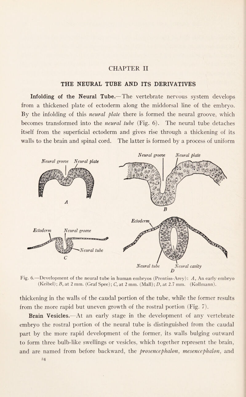 CHAPTER II THE NEURAL TUBE AND ITS DERIVATIVES Infolding of the Neural Tube.— The vertebrate nervous system develops from a thickened plate of ectoderm along the middorsal line of the embryo. By the infolding of this neural plate there is formed the neural groove, which becomes transformed into the neural tube (Fig. 6). The neural tube detaches itself from the superficial ectoderm and gives rise through a thickening of its walls to the brain and spinal cord. The latter is formed by a process of uniform Neural groove Neural plate Fig. 6.—Development of the neural tube in human embryos (Prentiss-Arey): A, An early embryo (Keibel); B, at 2 mm. (Graf Spee); C, at 2 mm. (Mall); D, at 2.7 mm. (Kollmann). thickening in the walls of the caudal portion of the tube, while the former results from the more rapid but uneven growth of the rostral portion (Fig. 7). Brain Vesicles.—At an early stage in the development of any vertebrate embryo the rostral portion of the neural tube is distinguished from the caudal part by the more rapid development of the former, its walls bulging outward to form three bulb-like swellings or vesicles, which together represent the brain, and are named from before backward, the prosencephalon, mesencephalon, and