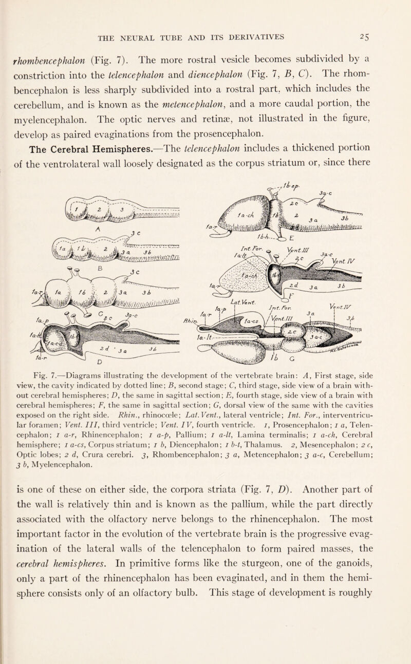 rhombencephalon (Fig. 7). The more rostral vesicle becomes subdivided by a constriction into the telencephalon and diencephalon (Fig. 7, B, C). The rhom¬ bencephalon is less sharply subdivided into a rostral part, which includes the cerebellum, and is known as the metencephalon, and a more caudal portion, the myelencephalon. The optic nerves and retinae, not illustrated in the figure, develop as paired evaginations from the prosencephalon. The Cerebral Hemispheres.—The telencephalon includes a thickened portion of the ventrolateral wall loosely designated as the corpus striatum or, since there Fig. 7.—Diagrams illustrating the development of the vertebrate brain: A, First stage, side view, the cavity indicated by dotted line; B, second stage; C, third stage, side view of a brain with¬ out cerebral hemispheres; D, the same in sagittal section; E, fourth stage, side view of a brain with cerebral hemispheres; F, the same in sagittal section; G, dorsal view of the same with the cavities exposed on the right side. Rhin., rhinocoele; Lat.Vent., lateral ventricle; Int. For., interventricu¬ lar foramen; Vent. Ill, third ventricle; Vent. IV, fourth ventricle, i, Prosencephalon; i a, Telen¬ cephalon; 1 a-r, Rhinencephalon; i a-p, Pallium; i a-lt, Lamina terminalis; 1 a-ch, Cerebral hemisphere; i a-cs, Corpus striatum; / b, Diencephalon; i b-t, Thalamus. 2, Mesencephalon; 2 c, Optic lobes; 2 d, Crura cerebri. 3, Rhombencephalon; 3 a, Metencephalon; 3 a-c, Cerebellum; 3 b, Myelencephalon. is one of these on either side, the corpora striata (Fig. 7, D). Another part of the wall is relatively thin and is known as the pallium, while the part directly associated with the olfactory nerve belongs to the rhinencephalon. The most important factor in the evolution of the vertebrate brain is the progressive evag- ination of the lateral walls of the telencephalon to form paired masses, the cerebral hemispheres. In primitive forms like the sturgeon, one of the ganoids, only a part of the rhinencephalon has been evaginated, and in them the hemi¬ sphere consists only of an olfactory bulb. This stage of development is roughly