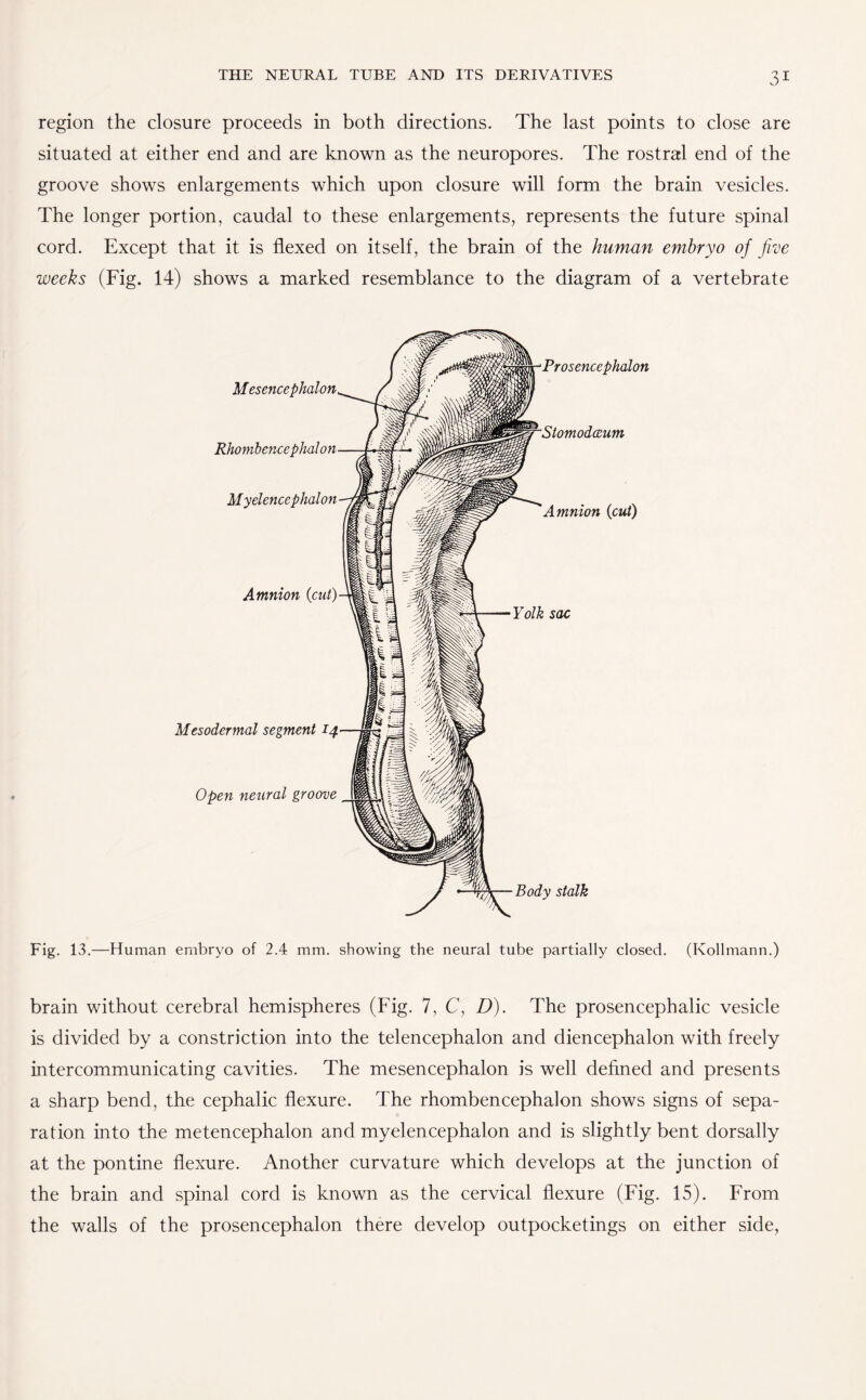 region the closure proceeds in both directions. The last points to close are situated at either end and are known as the neuropores. The rostral end of the groove shows enlargements which upon closure will form the brain vesicles. The longer portion, caudal to these enlargements, represents the future spinal cord. Except that it is flexed on itself, the brain of the human embryo of five weeks (Fig. 14) shows a marked resemblance to the diagram of a vertebrate Mesencephalon Rhombencephalon Myelencephalon Amnion {cut) Mesodermal segment 14 Open neural groove Prosencephalon Stomodoeum Amnion {cut) sac Body stalk Fig. 13.—Human embryo of 2.4 mm. showing the neural tube partially closed. (Kollmann.) brain without cerebral hemispheres (Fig. 7, C, D). The prosencephalic vesicle is divided by a constriction into the telencephalon and diencephalon with freely intercommunicating cavities. The mesencephalon is well defined and presents a sharp bend, the cephalic flexure. The rhombencephalon shows signs of sepa¬ ration into the metencephalon and myelencephalon and is slightly bent dorsally at the pontine flexure. Another curvature which develops at the junction of the brain and spinal cord is known as the cervical flexure (Fig. 15). From the walls of the prosencephalon there develop outpocketings on either side,