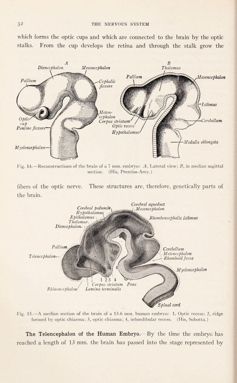 which forms the optic cups and which are connected to the brain by the optic stalks. From the cup develops the retina and through the stalk grow the Diencephalon Pallium Mesencephalon Cephalic flexure B Thalamus Optic cup Pontine flexure Myelencephalon Xo-rK.a Pallium Meten- cephalon Corpus striatum Optic recess Hypothalamus Mesencephalon Isthmus Cerebellum Medulla oblongata Fig. 14.—Reconstructions of the brain of a 7 mm. embryo: A, Lateral view; B, in median sagittal section. (His, Prentiss-Arey.) libers of the optic nerve. These structures are, therefore, genetically parts of the brain. Cerebral peduncle Hy Epithalamus Thalamus. Diencephalon- Cerebral aqueduct Mesencephalon Pallium Telencephalon ic isthmus Rhinencephalon Corpus striatum Lamina terminalis Pons Cerebellum Metencephalon Rhomboid fossa Myelencephalon cord Fig. 15.—A median section of the brain of a 13.6 mm. human embryo: 1, Optic recess; 2, ridge formed by optic chiasma; 3, optic chiasma; 4, infundibular recess. (His, Sobotta.) The Telencephalon of the Human Embryo.—By the time the embryo has reached a length of 13 mm. the brain has passed into the stage represented by