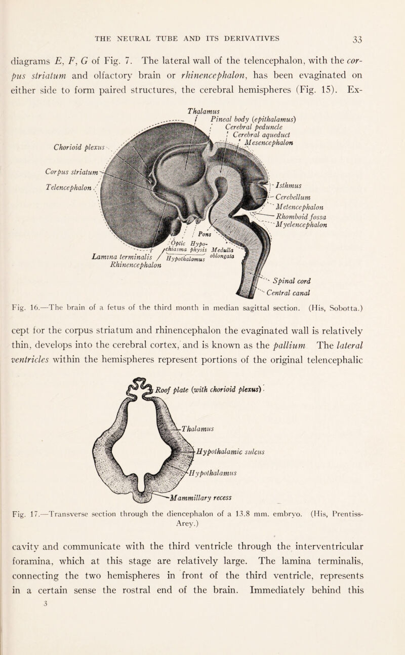 diagrams E, F, G of Fig. 7. The lateral wall of the telencephalon, with the cor¬ pus striatum and olfactory brain or rhinencephalon, has been evaginated on either side to form paired structures, the cerebral hemispheres (Fig. 15). Ex- Chorioid plexus . , Corpus striatum Telencephalon / Thalamus Pineal body (epithalamus) Cerebral peduncle Cerebral aqueduct Mesencephalon Lamina terminalis / UypfthdTmus oblon&ala Rhinencephalon : - Isthmus Cerebellum Metencephalon Rhomboid fossa ' Myelencephalon ' Spinal cord '' Central canal Fig. 16.—The brain of a fetus of the third month in median sagittal section. (His, Sobotta.) cept for the corpus striatum and rhinencephalon the evaginated wall is relatively thin, develops into the cerebral cortex, and is known as the pallium The lateral ventricles within the hemispheres represent portions of the original telencephalic hrThalamus Roof plate (with chorioid plexus) Hypothalamic sulcus Hypothalamus Mammillary recess Fig. 17.—Transverse section through the diencephalon of a 13.8 mm. embryo. Arey.) (His, Prentiss- cavitv and communicate with the third ventricle through the interventricular foramina, which at this stage are relatively large. The lamina terminalis, connecting the two hemispheres in front of the third ventricle, represents in a certain sense the rostral end of the brain. Immediately behind this 3