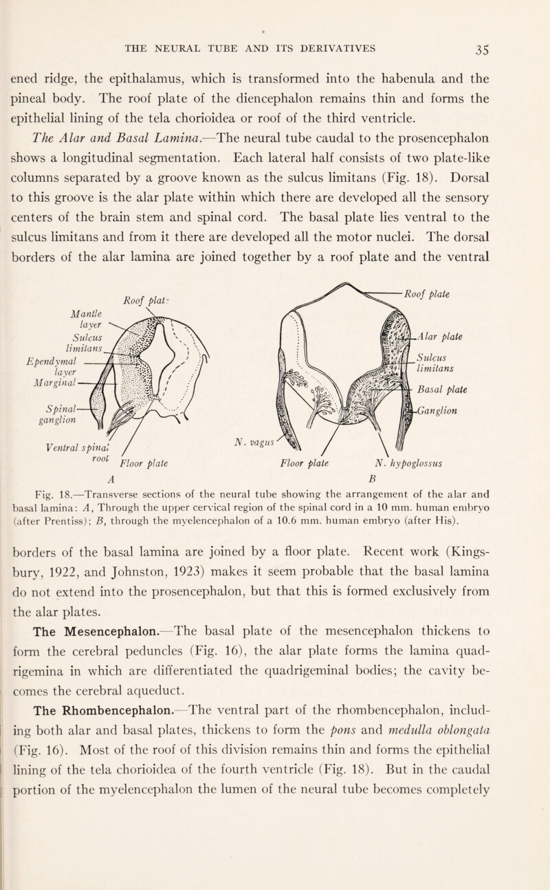 ened ridge, the epithalamus, which is transformed into the habenula and the pineal body. The roof plate of the diencephalon remains thin and forms the epithelial lining of the tela chorioidea or roof of the third ventricle. The Alar and Basal Lamina.—The neural tube caudal to the prosencephalon shows a longitudinal segmentation. Each lateral half consists of two plate-like columns separated by a groove known as the sulcus limitans (Fig. 18). Dorsal to this groove is the alar plate within which there are developed all the sensory centers of the brain stem and spinal cord. The basal plate lies ventral to the sulcus limitans and from it there are developed all the motor nuclei. The dorsal borders of the alar lamina are joined together by a roof plate and the ventral Roof plat : N. vagus Floor plate Roof plate Alar plate Sulcus limitans Basal plate Ganglion N. hypoglossus B Fig. 18.—Transverse sections of the neural tube showing the arrangement of the alar and basal lamina: A, Through the upper cervical region of the spinal cord in a 10 mm. human embryo (after Prentiss); B, through the myelencephalon of a 10.6 mm. human embryo (after His). borders of the basal lamina are joined by a floor plate. Recent work (Kings¬ bury, 1922, and Johnston, 1923) makes it seem probable that the basal lamina do not extend into the prosencephalon, but that this is formed exclusively from the alar plates. The Mesencephalon.—The basal plate of the mesencephalon thickens to form the cerebral peduncles (Fig. 16), the alar plate forms the lamina quad- rigemina in which are differentiated the quadrigeminal bodies; the cavity be¬ comes the cerebral aqueduct. The Rhombencephalon.—The ventral part of the rhombencephalon, includ¬ ing both alar and basal plates, thickens to form the pons and medulla oblongata (Fig. 16). Most of the roof of this division remains thin and forms the epithelial lining of the tela chorioidea of the fourth ventricle (Fig. 18). But in the caudal portion of the myelencephalon the lumen of the neural tube becomes completely