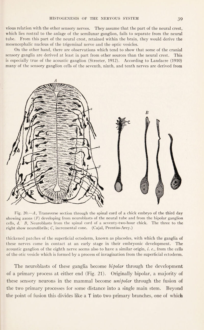 vious relation with the other sensory nerves. They assume that the part of the neural crest, which lies rostral to the anlage of the semilunar ganglion, fails to separate from the neural tube. From this part of the neural crest, retained within the brain, they would derive the mesencephalic nucleus of the trigeminal nerve and the optic vesicles. On the other hand, there are observations which tend to show that some of the cranial sensory ganglia are derived at least in part from other sources than the neural crest. This is especially true of the acoustic ganglion (Streeter, 1912). According to Landacre (1910) many of the sensory ganglion cells of the seventh, ninth, and tenth nerves are derived from A Fig. 20.—A, Transverse section through the spinal cord of a chick embryo of the third day showing axons (F) developing from neuroblasts of the neural tube and from the bipolar ganglion cells, d. B, Neuroblasts from the spinal cord of a seventy-two-hour chick. The three to the right show neurofibrils; C, incremental cone. (Cajal, Prentiss-Arey.) thickened patches of the superficial ectoderm, known as placodes, with which the ganglia of these nerves come in contact at an early stage in their embryonic development. The acoustic ganglion of the eighth nerve seems also to have a similar origin, i. e., from the cells of the otic vesicle which is formed by a process of invagination from the superficial ectoderm. The neuroblasts of these ganglia become bipolar through the development of a primary process at either end (Fig. 21). Originally bipolar, a majority of these sensory neurons in the mammal become unipolar through the fusion of the two primary processes for some distance into a single main stem. Beyond the point of fusion this divides like a T into two primary branches, one of which