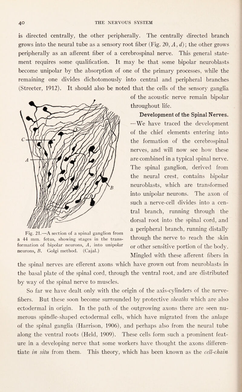 is directed centrally, the other peripherally. The centrally directed branch grows into the neural tube as a sensory root fiber (Fig. 20, A,d)\ the other grows peripherally as an afferent fiber of a cerebrospinal nerve. This general state¬ ment requires some qualification. It may be that some bipolar neuroblasts become unipolar by the absorption of one of the primary processes, while the remaining one divides dichotomously into central and peripheral branches (Streeter, 1912). It should also be noted that the cells of the sensory ganglia of the acoustic nerve remain bipolar throughout life. Development of the Spinal Nerves. —We have traced the development of the chief elements entering into the formation of the cerebrospinal nerves, and will now see how these are combined in a typical spinal nerve. The spinal ganglion, derived from the neural crest, contains bipolar neuroblasts, which are transformed into unipolar neurons. The axon of such a nerve-cell divides into a cen¬ tral branch, running through the dorsal root into the spinal cord, and a peripheral branch, running distally through the nerve to reach the skin or other sensitive portion of the body. Mingled with these afferent fibers in the spinal nerves are efferent axons which have grown out from neuroblasts in the basal plate of the spinal cord, through the ventral root, and are distributed by way of the spinal nerve to muscles. So far we have dealt only with the origin of the axis-cylinders of the nerve- fibers. But these soon become surrounded by protective sheaths which are also' ectodermal in origin. In the path of the outgrowing axons there are seen nu¬ merous spindle-shaped ectodermal cells, which have migrated from the anlage of the spinal ganglia (Harrison, 1906), and perhaps also from the neural tube along the ventral roots (Held, 1909). These cells form such a prominent feat¬ ure in a developing nerve that some workers have thought the axons differen¬ tiate in situ from them. This theory, which has been known as the cell-chain Fig. 21.—A section of a spinal ganglion from a 44 mm. fetus, showing stages in the trans¬ formation of bipolar neurons, A, into unipolar neurons, B. Golgi method. (Cajal.)