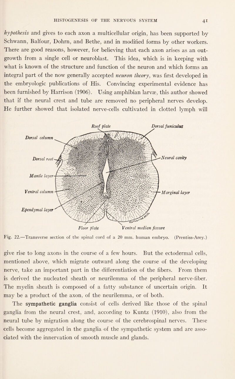 hypothesis and gives to each axon a multicellular origin, has been supported by Schwann, Balfour, Dohrn, and Bethe, and in modified forms by other workers. There are good reasons, however, for believing that each axon arises as an out¬ growth from a single cell or neuroblast. This idea, which is in keeping with what is known of the structure and function of the neuron and which forms an integral part of the now generally accepted neuron theory, was first developed in the embryologic publications of His. Convincing experimental evidence has been furnished by Harrison (1906). Using amphibian larvae, this author showed that if the neural crest and tube are removed no peripheral nerves develop. He further showed that isolated nerve-cells cultivated in clotted lymph will Fig. 22.—Transverse section of the spinal cord of a 20 mm. human embryo. (Prentiss-Arey.) give rise to long axons in the course of a few hours. But the ectodermal cells, mentioned above, which migrate outward along the course of the developing nerve, take an important part in the differentiation of the fibers. From them is derived the nucleated sheath or neurilemma of the peripheral nerve-fiber. The myelin sheath is composed of a fatty substance of uncertain origin. It may be a product of the axon, of the neurilemma, or of both. The sympathetic ganglia consist of cells derived like those of the spinal ganglia from the neural crest, and, according to Kuntz (1910), also from the neural tube by migration along the course of the cerebrospinal nerves. These cells become aggregated in the ganglia of the sympathetic system and are asso¬ ciated with the innervation of smooth muscle and glands.