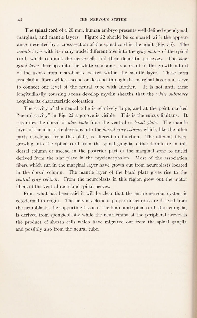 The spinal cord of a 20 mm. human embryo presents well-defined ependymal, marginal, and mantle layers. Figure 22 should be compared with the appear¬ ance presented by a cross-section of the spinal cord in the adult (Fig. 55). The mantle layer with its many nuclei differentiates into the gray matter of the spinal cord, which contains the nerve-cells and their dendritic processes. The mar¬ ginal layer develops into the white substance as a result of the growth into it of the axons from neuroblasts located within the mantle layer. These form association fibers which ascend or descend through the marginal layer and serve to connect one level of the neural tube with another. It is not until these longitudinally coursing axons develop myelin sheaths that the white substance acquires its characteristic coloration. The cavity of the neural tube is relatively large, and at the point marked “neural cavity” in Fig. 22 a groove is visible. This is the sulcus limitans. It separates the dorsal or alar plate from the ventral or basal plate. The mantle layer of the alar plate develops into the dorsal gray column which, like the other parts developed from this plate, is afferent in function. The afferent fibers, growing into the spinal cord from the spinal ganglia, either terminate in this dorsal column or ascend in the posterior part of the marginal zone to nuclei derived from the alar plate in the myelencephalon. Most of the association fibers which run in the marginal layer have grown out from neuroblasts located in the dorsal column. The mantle layer of the basal plate gives rise to the ventral gray column. From the neuroblasts in this region grow out the motor fibers of the ventral roots and spinal nerves. From what has been said it will be clear that the entire nervous system is ectodermal in origin. The nervous element proper or neurons are derived from the neuroblasts; the supporting tissue of the brain and spinal cord, the neuroglia, is derived from spongioblasts; while the neurilemma of the peripheral nerves is the product of sheath cells which have migrated out from the spinal ganglia and possibly also from the neural tube.