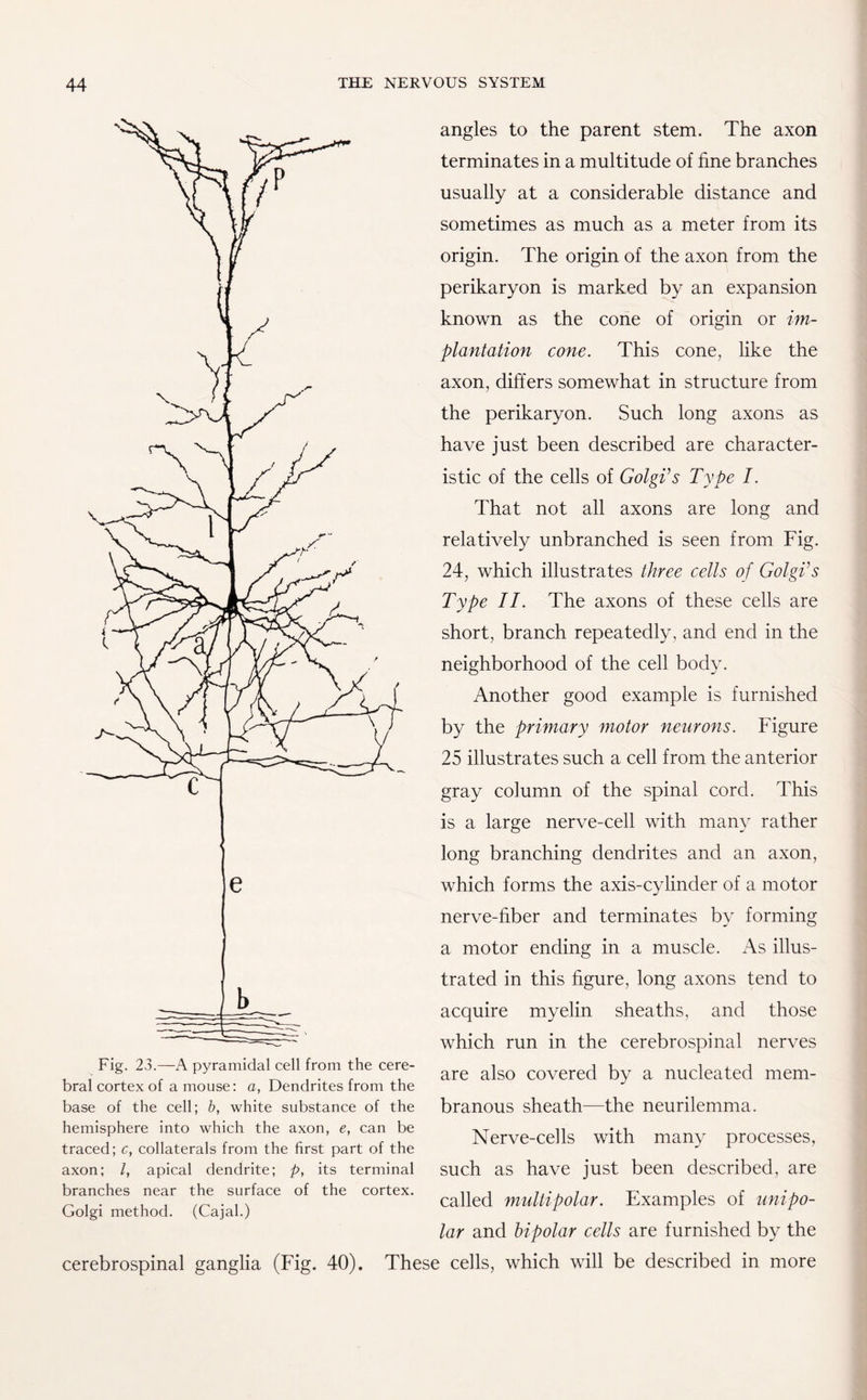 Fig. 23.—A pyramidal cell from the cere¬ bral cortex of a mouse: a, Dendrites from the base of the cell; b, white substance of the hemisphere into which the axon, e, can be traced; c, collaterals from the first part of the axon; /, apical dendrite; p, its terminal branches near the surface of the cortex. Golgi method. (Cajal.) cerebrospinal ganglia (Fig. 40). angles to the parent stem. The axon terminates in a multitude of fine branches usually at a considerable distance and sometimes as much as a meter from its origin. The origin of the axon from the perikaryon is marked by an expansion known as the cone of origin or im¬ plantation cone. This cone, like the axon, differs somewhat in structure from the perikaryon. Such long axons as have just been described are character¬ istic of the cells of Golgi's Type I. That not all axons are long and relatively unbranched is seen from Fig. 24, which illustrates three cells of Golgi's Type II. The axons of these cells are short, branch repeatedly, and end in the neighborhood of the cell body. Another good example is furnished by the primary motor neurons. Figure 25 illustrates such a cell from the anterior gray column of the spinal cord. This is a large nerve-cell with many rather long branching dendrites and an axon, which forms the axis-cylinder of a motor nerve-fiber and terminates by forming a motor ending in a muscle. As illus¬ trated in this figure, long axons tend to acquire myelin sheaths, and those which run in the cerebrospinal nerves are also covered by a nucleated mem¬ branous sheath—the neurilemma. Nerve-cells with many processes, such as have just been described, are called multipolar. Examples of unipo¬ lar and bipolar cells are furnished by the which will be described in more These cells,