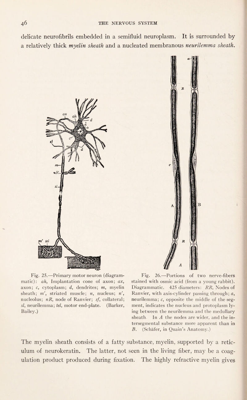 delicate neurofibrils embedded in a semifluid neuroplasm. It is surrounded by a relatively thick myelin sheath and a nucleated membranous neurilemma sheath. Fig. 25.—Primary motor neuron (diagram¬ matic): ah, Implantation cone of axon; ax, axon; c, cytoplasm; d, dendrites; m, myelin sheath; m', striated muscle; n, nucleus; n', nucleolus; nR, node of Ranvier; sf, collateral; si, neurilemma; tel, motor end-plate. (Barker, Bailey.) Fig. 26.—Portions of two nerve-fibers stained with osmic acid (from a young rabbit). Diagrammatic. 425 diameters: RR, Nodes of Ranvier, with axis-cylinder passing through; a, neurilemma; c, opposite the middle of the seg¬ ment, indicates the nucleus and protoplasm ly¬ ing between the neurilemma and the medullary sheath. In A the nodes are wider, and the in- tersegmental substance more apparent than in B. (Schafer, in Quain’s Anatomy.) The myelin sheath consists of a fatty substance, myelin, supported by a retic¬ ulum of neurokeratin. The latter, not seen in the living fiber, may be a coag¬ ulation product produced during fixation. The highly refractive myelin gives