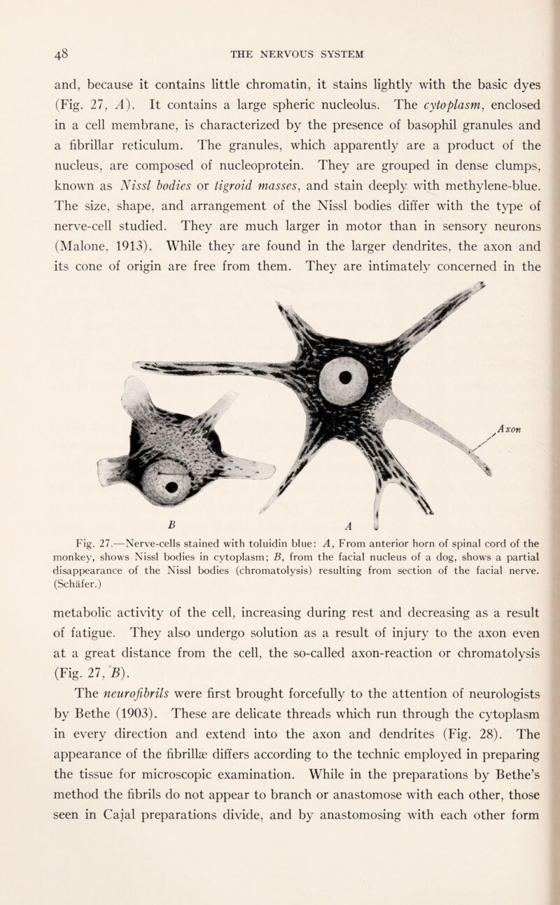 and, because it contains little chromatin, it stains lightly with the basic dyes (Fig. 27, A). It contains a large spheric nucleolus. The cytoplasm, enclosed in a cell membrane, is characterized by the presence of basophil granules and a fibrillar reticulum. The granules, which apparently are a product of the nucleus, are composed of nucleoprotein. They are grouped in dense clumps, known as Nissl bodies or tigroid masses, and stain deeply with methylene-blue. The size, shape, and arrangement of the Nissl bodies differ with the type of nerve-cell studied. They are much larger in motor than in sensory neurons (Malone, 1913). While they are found in the larger dendrites, the axon and its cone of origin are free from them. They are intimately concerned in the B A i Fig. 27.—Nerve-cells stained with toluidin blue: A, From anterior horn of spinal cord of the monkey, shows Nissl bodies in cytoplasm; B, from the facial nucleus of a dog, shows a partial disappearance of the Nissl bodies (chromatolysis) resulting from section of the facial nerve. (Schafer.) metabolic activity of the cell, increasing during rest and decreasing as a result of fatigue. They also undergo solution as a result of injury to the axon even at a great distance from the cell, the so-called axon-reaction or chromatolysis (Fig. 27, B). The neurofibrils were first brought forcefully to the attention of neurologists by Bethe (1903). These are delicate threads which run through the cytoplasm in every direction and extend into the axon and dendrites (Fig. 28). The appearance of the fibrillae differs according to the technic employed in preparing the tissue for microscopic examination. While in the preparations by Bethe’s method the fibrils do not appear to branch or anastomose with each other, those seen in Caial preparations divide, and by anastomosing with each other form