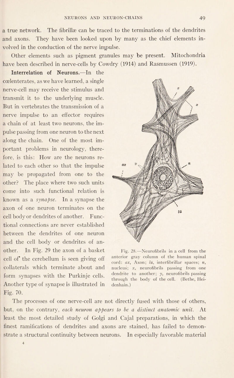 a true network. The fibrillse can be traced to the terminations of the dendrites and axons. They have been looked upon by many as the chief elements in¬ volved in the conduction of the nerve impulse. Other elements such as pigment granules may be present. Mitochondria have been described in nerve-cells by Cowdry (1914) and Rasmussen (1919). Interrelation of Neurons.—In the coelenterates, as we have learned, a single nerve-cell may receive the stimulus and transmit it to the underlying muscle. But in vertebrates the transmission of a nerve impulse to an effector requires a chain of at least two neurons, the im¬ pulse passing from one neuron to the next along the chain. One of the most im¬ portant problems in neurology, there¬ fore, is this: How are the neurons re¬ lated to each other so that the impulse may be propagated from one to the other? The place where two such units come into such functional relation is known as a synapse. In a synapse the axon of one neuron terminates on the cell body or dendrites of another. Func¬ tional connections are never established between the dendrites of one neuron and the cell body or dendrites of an¬ other. In Fig. 29 the axon of a basket cell of* the cerebellum is seen giving off collaterals which terminate about and form synapses with the Purkinje cells. Another type of synapse is illustrated in Fig. 70. The processes of one nerve-cell are not directly fused with those of others, but, on the contrary, each neuron appears to be a distinct anatomic unit. At least the most detailed study of Golgi and Cajal preparations, in which the finest ramifications of dendrites and axons are stained, has failed to demon¬ strate a structural continuity between neurons. In especially favorable material Fig. 28.—Neurofibrils in a cell from the anterior gray column of the human spinal cord: ax, Axon; lii, interfibrillar spaces; n, nucleus; x, neurofibrils passing from one dendrite to another; y, neurofibrils passing through the body of the cell. (Bethe, Hei- denhain.)