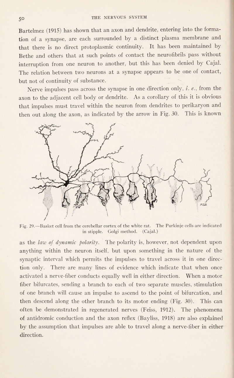 Bartelmez (1915) has shown that an axon and dendrite, entering into the forma¬ tion of a synapse, are each surrounded by a distinct plasma membrane and that there is no direct protoplasmic continuity. It has been maintained by Bethe and others that at such points of contact the neurofibrils pass without interruption from one neuron to another, but this has been denied by Cajal. The relation between two neurons at a synapse appears to be one of contact, but not of continuity of substance. Nerve impulses pass across the synapse in one direction only, i. e., from the axon to the adjacent cell body or dendrite. As a corollary of this it is obvious that impulses must travel within the neuron from dendrites to perikaryon and then out along the axon, as indicated by the arrow in Fig. 30. This is known Fig. 29.—Basket cell from the cerebellar cortex of the white rat. The Purkinje cells are indicated in stipple. Golgi method. (Cajal.) as the law of dynamic polarity. The polarity is, however, not dependent upon anything within the neuron itself, but upon something in the nature of the synaptic interval which permits the impulses to travel across it in one direc¬ tion only. There are many lines of evidence which indicate that when once activated a nerve-fiber conducts equally well in either direction. When a motor fiber bifurcates, sending a branch to each of two separate muscles, stimulation of one branch will cause an impulse to ascend to the point of bifurcation, and then descend along the other branch to its motor ending (Fig. 30). This can often be demonstrated in regenerated nerves (Feiss, 1912). The phenomena of antidromic conduction and the axon reflex (Bayliss, 1918) are also explained by the assumption that impulses are able to travel along a nerve-fiber in either direction.